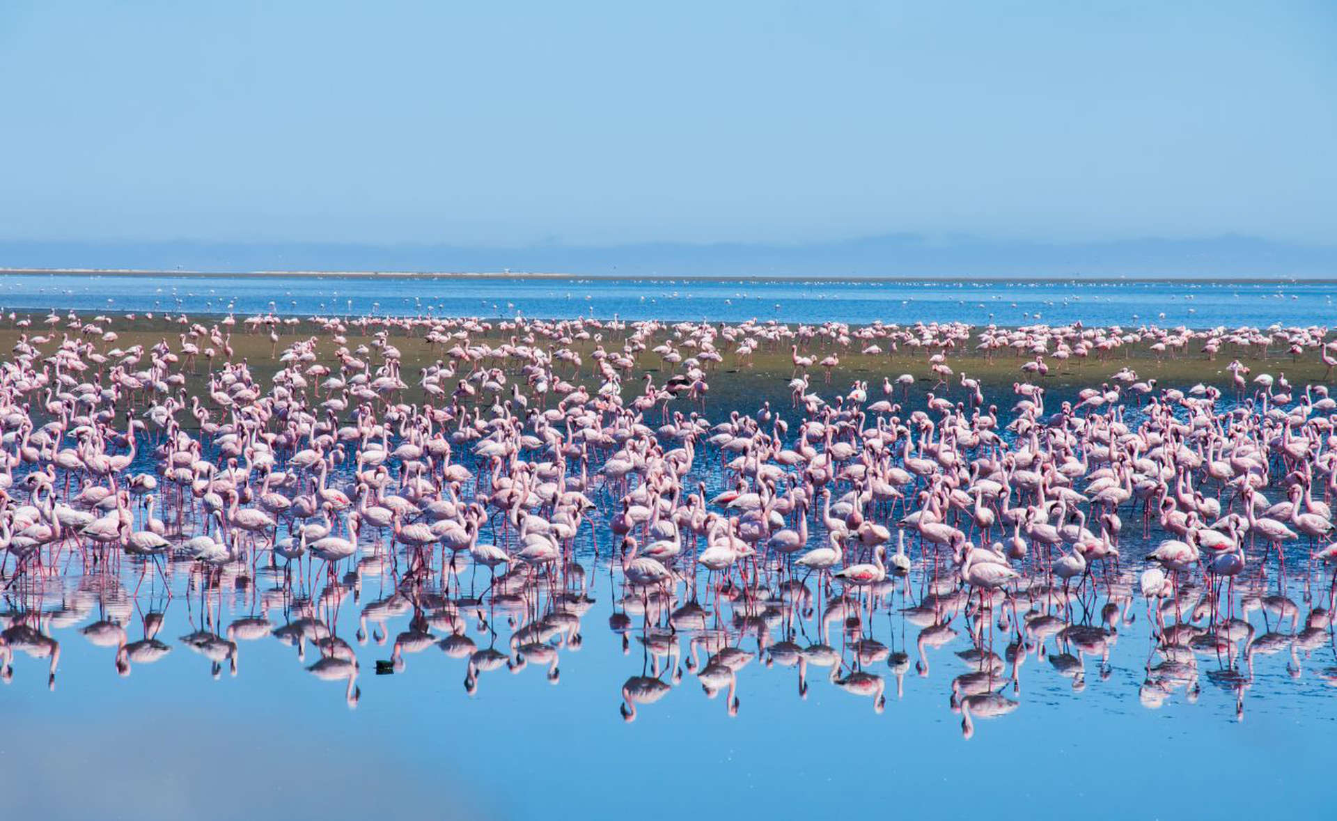 شاهد الطيور الوردية المذهلة في ناميبيا