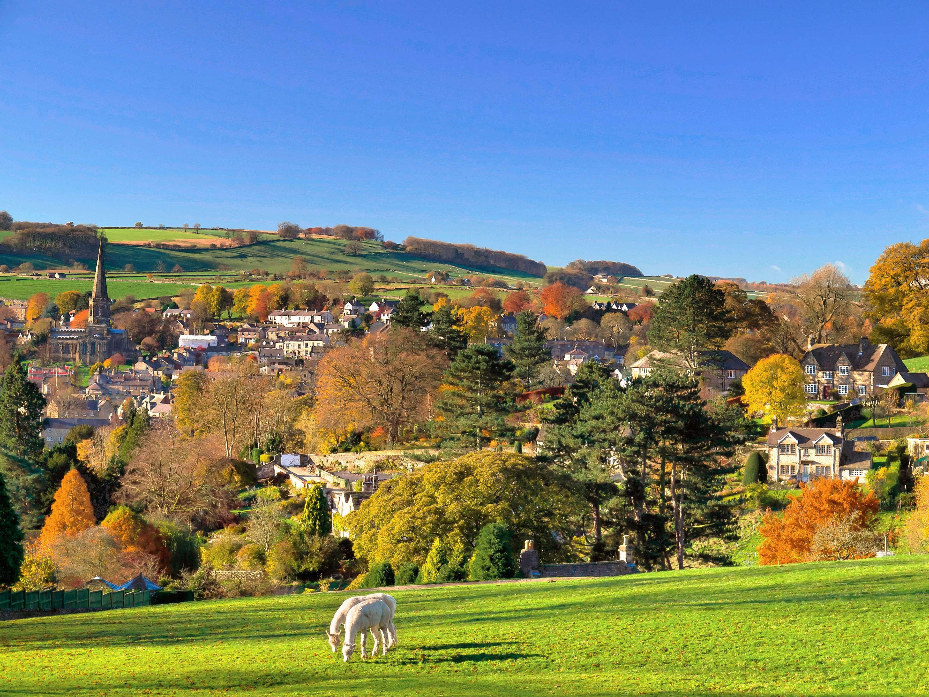 A flock of llamas gazing in a field during autumn season with the village in the background