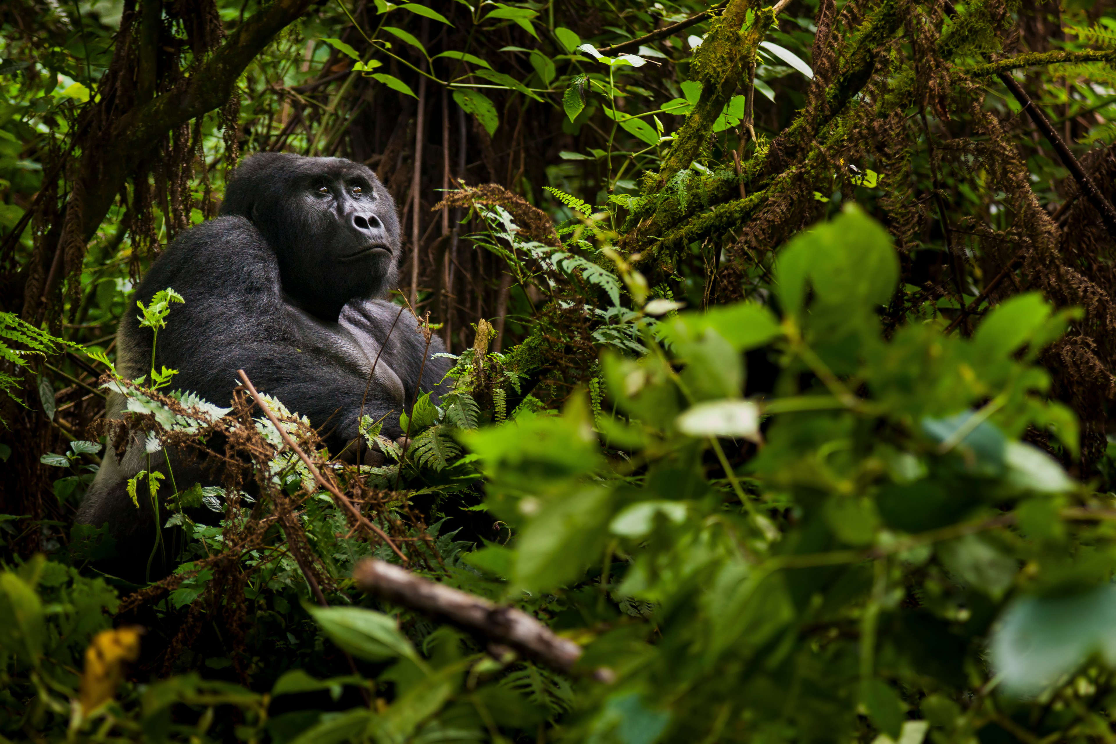 A gorilla in the Kigali jungle