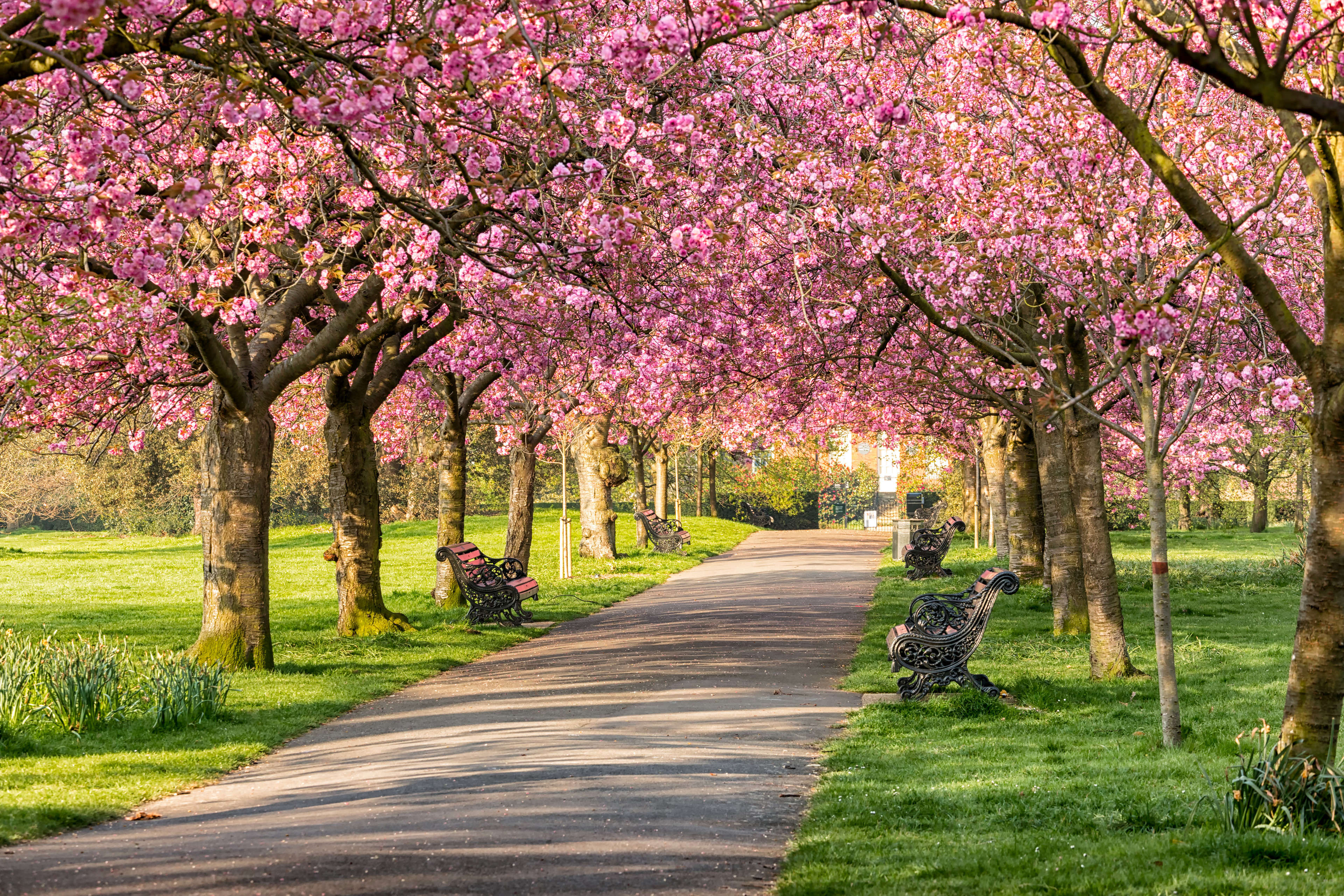See the city in full bloom