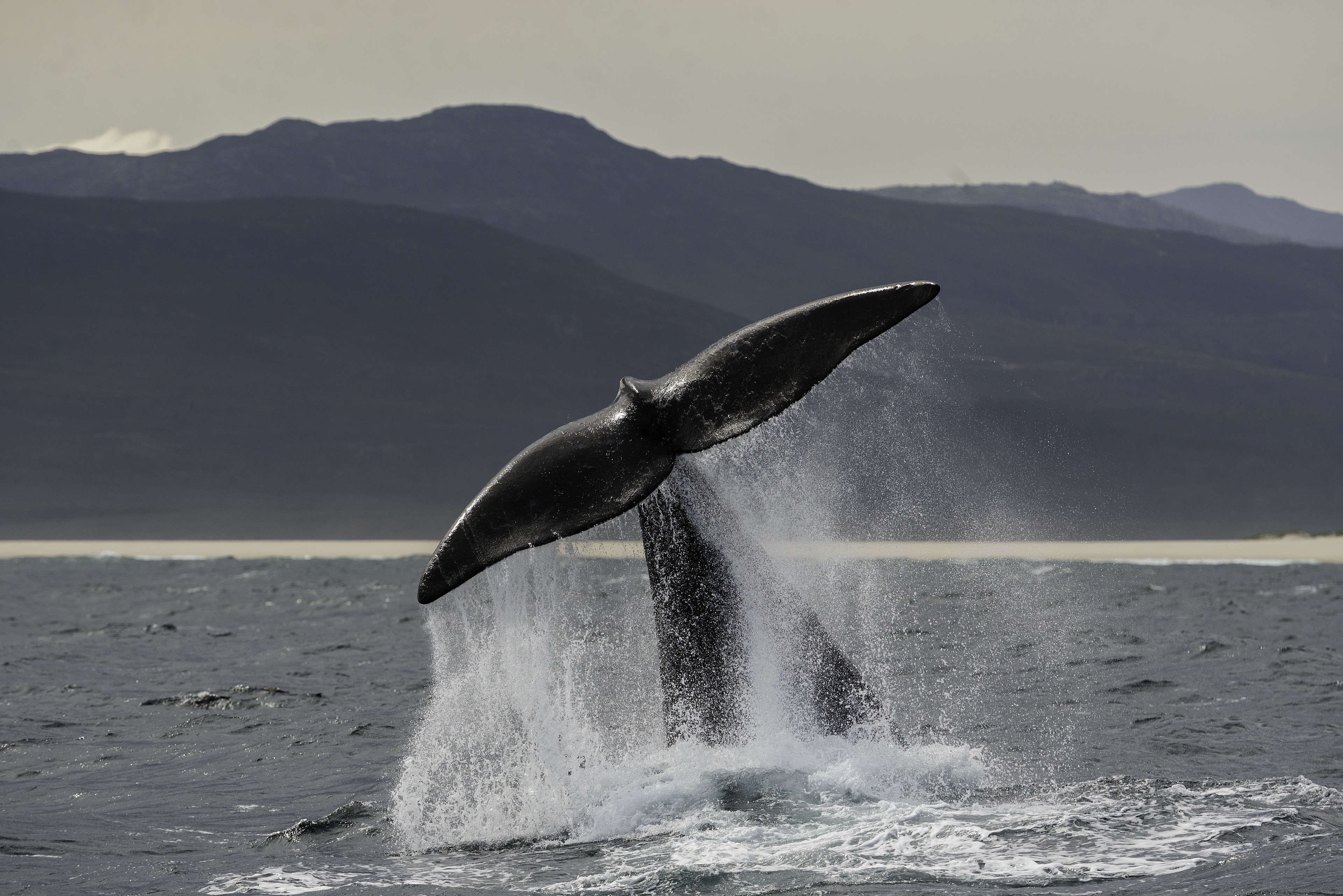 Adult southern right whale tail slapping (lobtailing) in Betty
