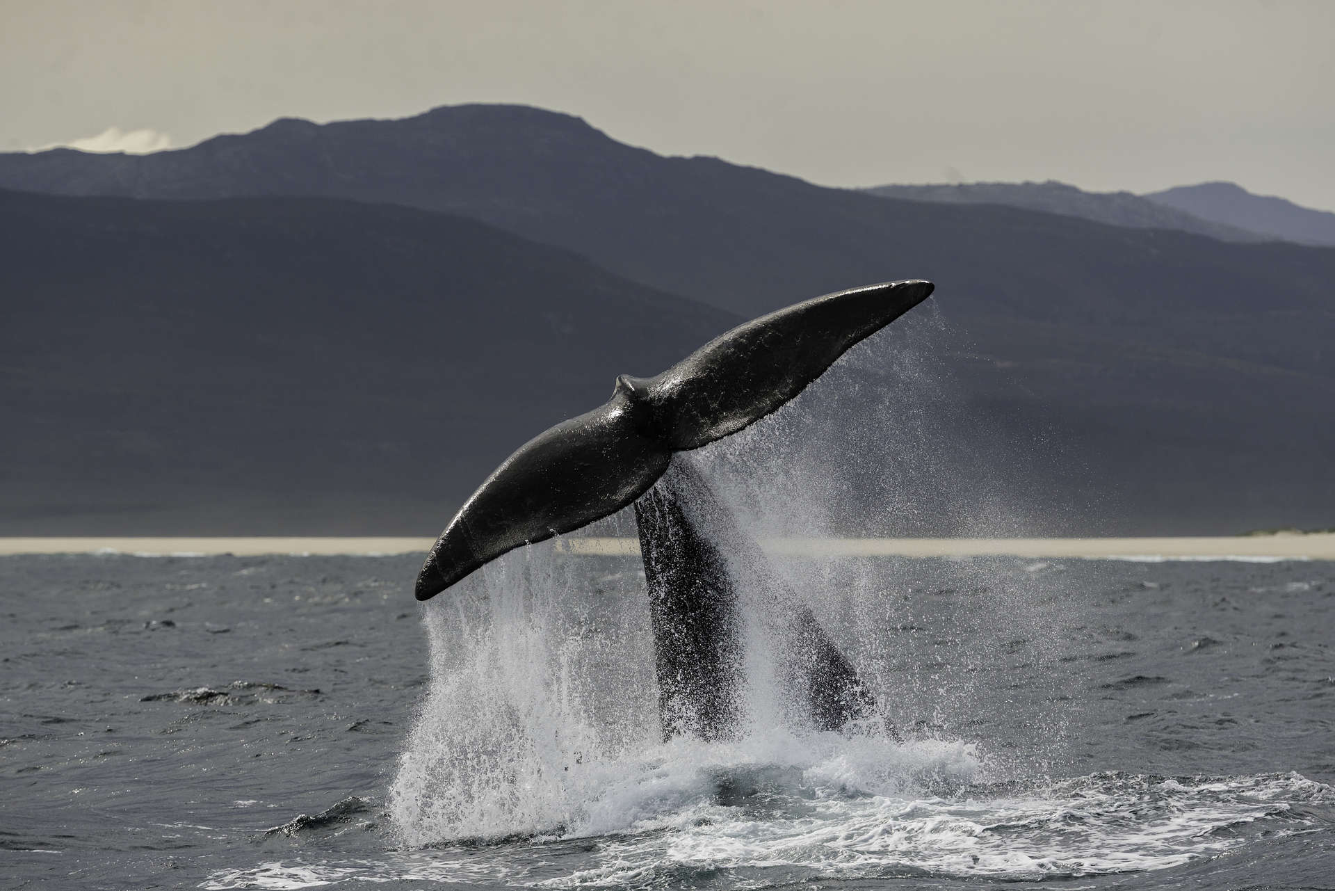 Adult southern right whale tail slapping (lobtailing) in Betty's Bay, South Africa