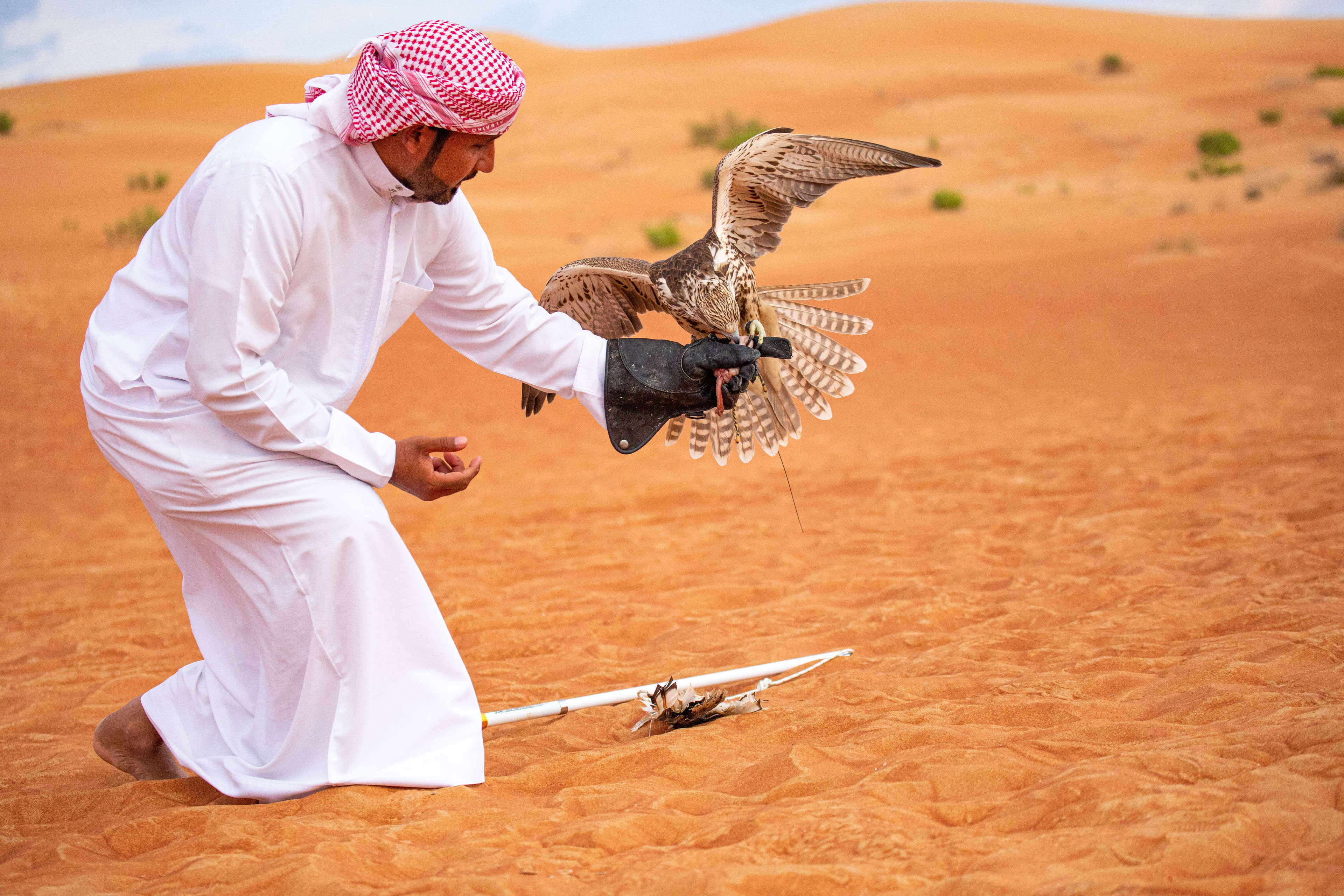 Arabic Man Training Falcon With Traditional Emirates Clothes In The Desert 