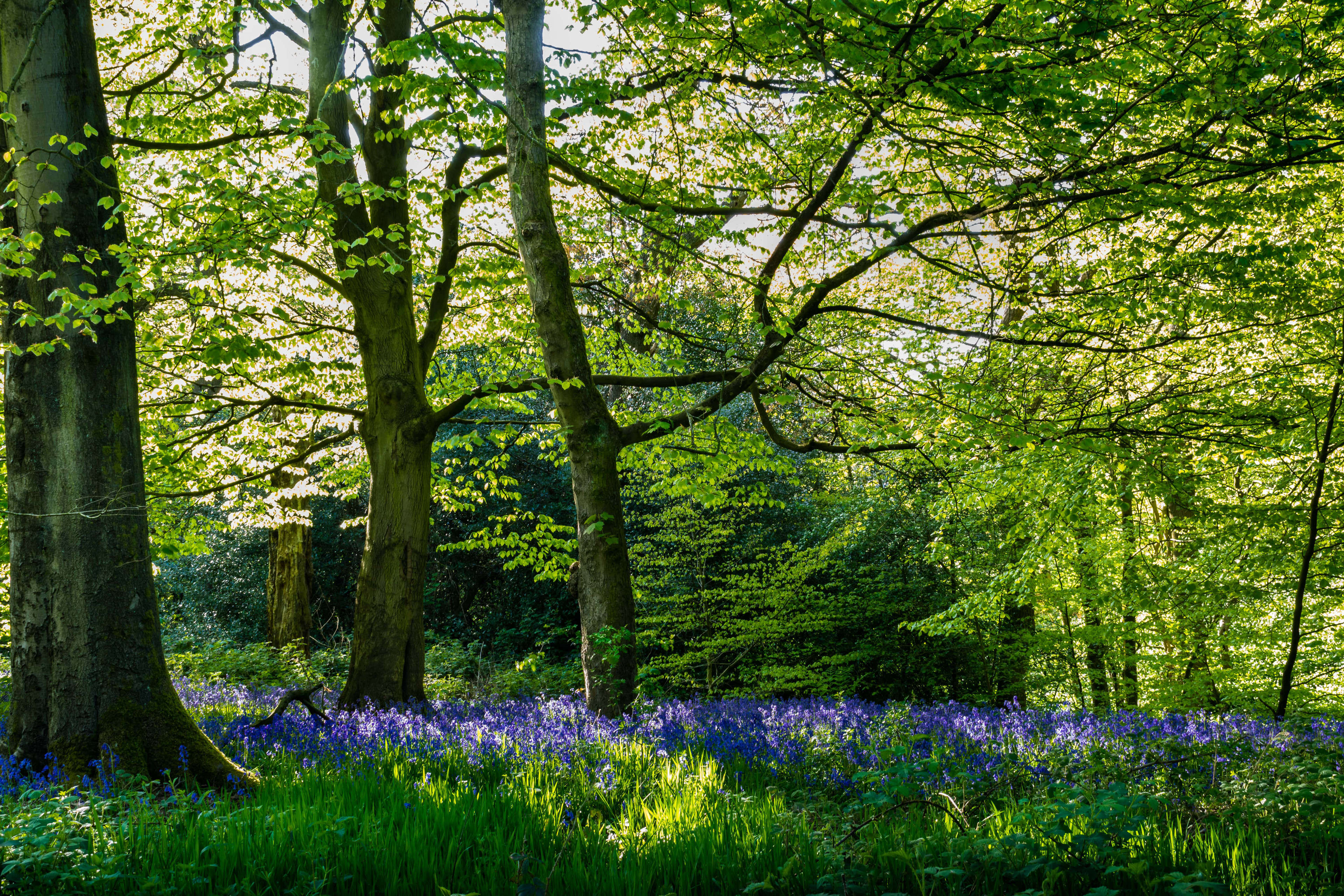 Bluebells In The Forest