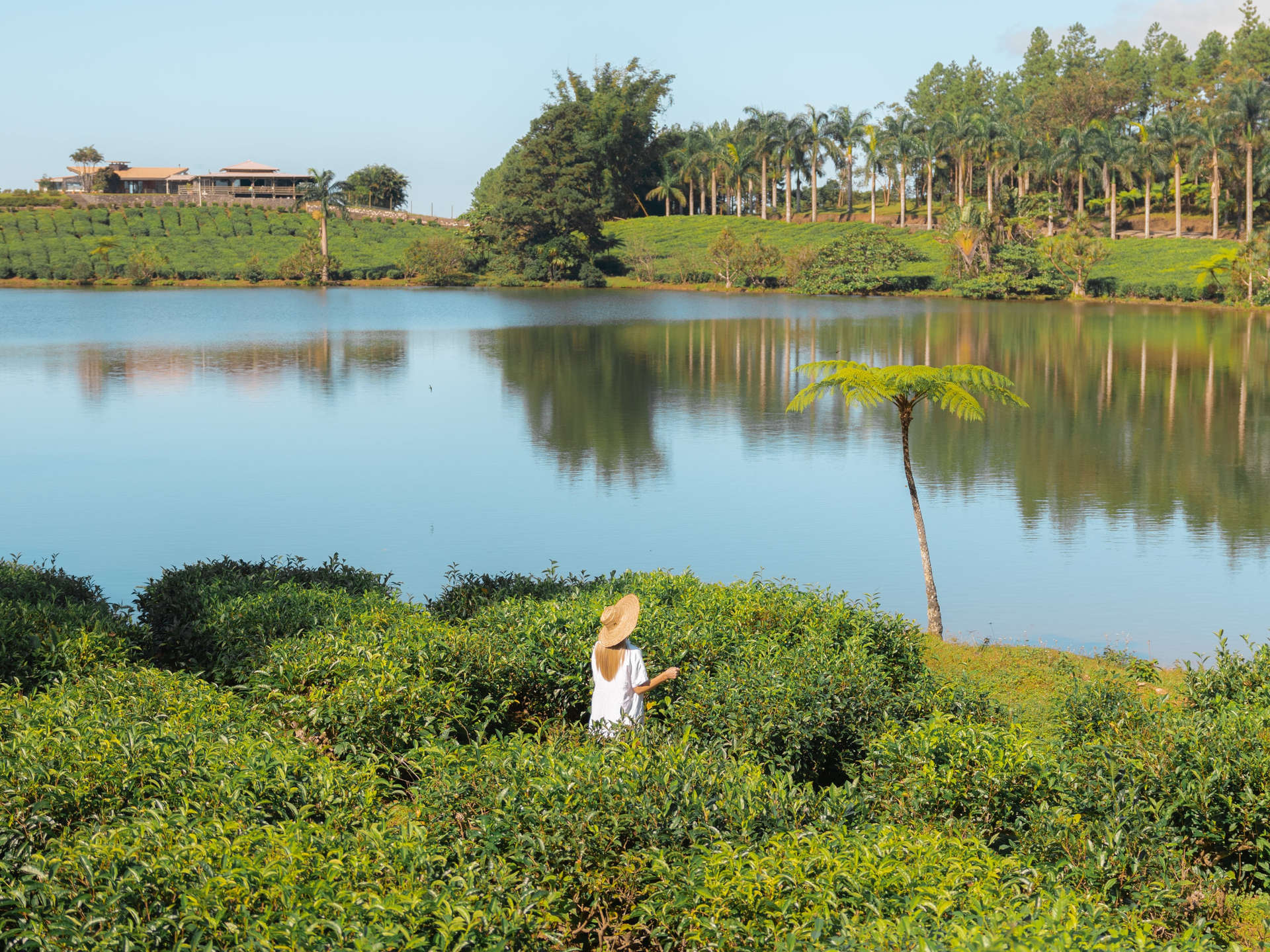 Bois Cheri tea factory, Mauritius