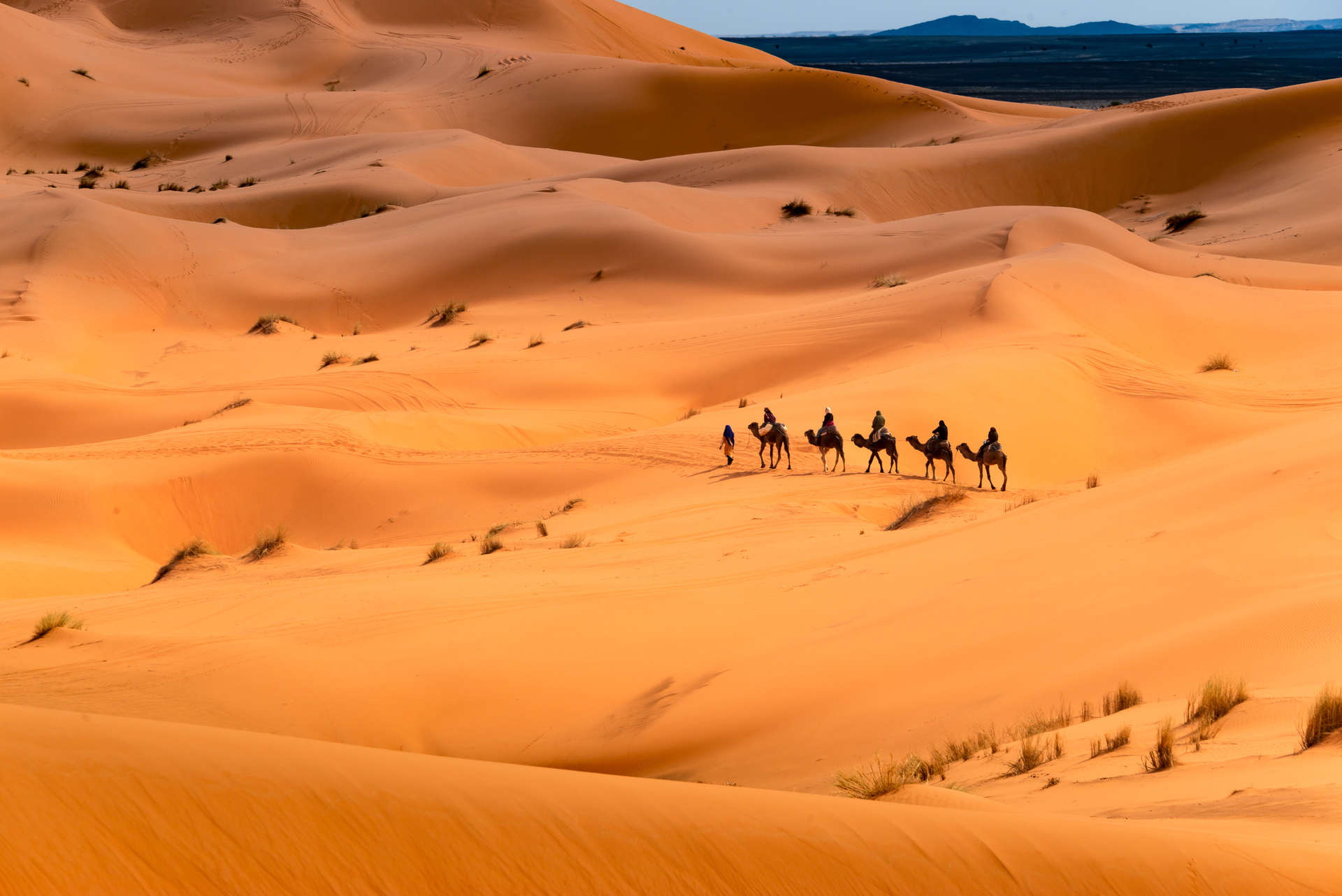 Caravane de chameaux