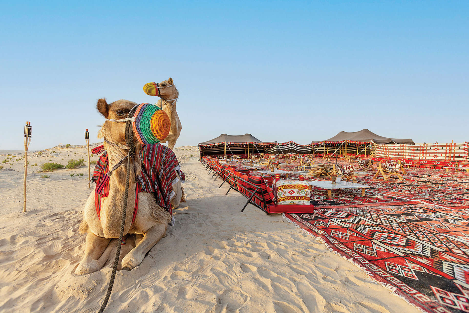 camel in a desert