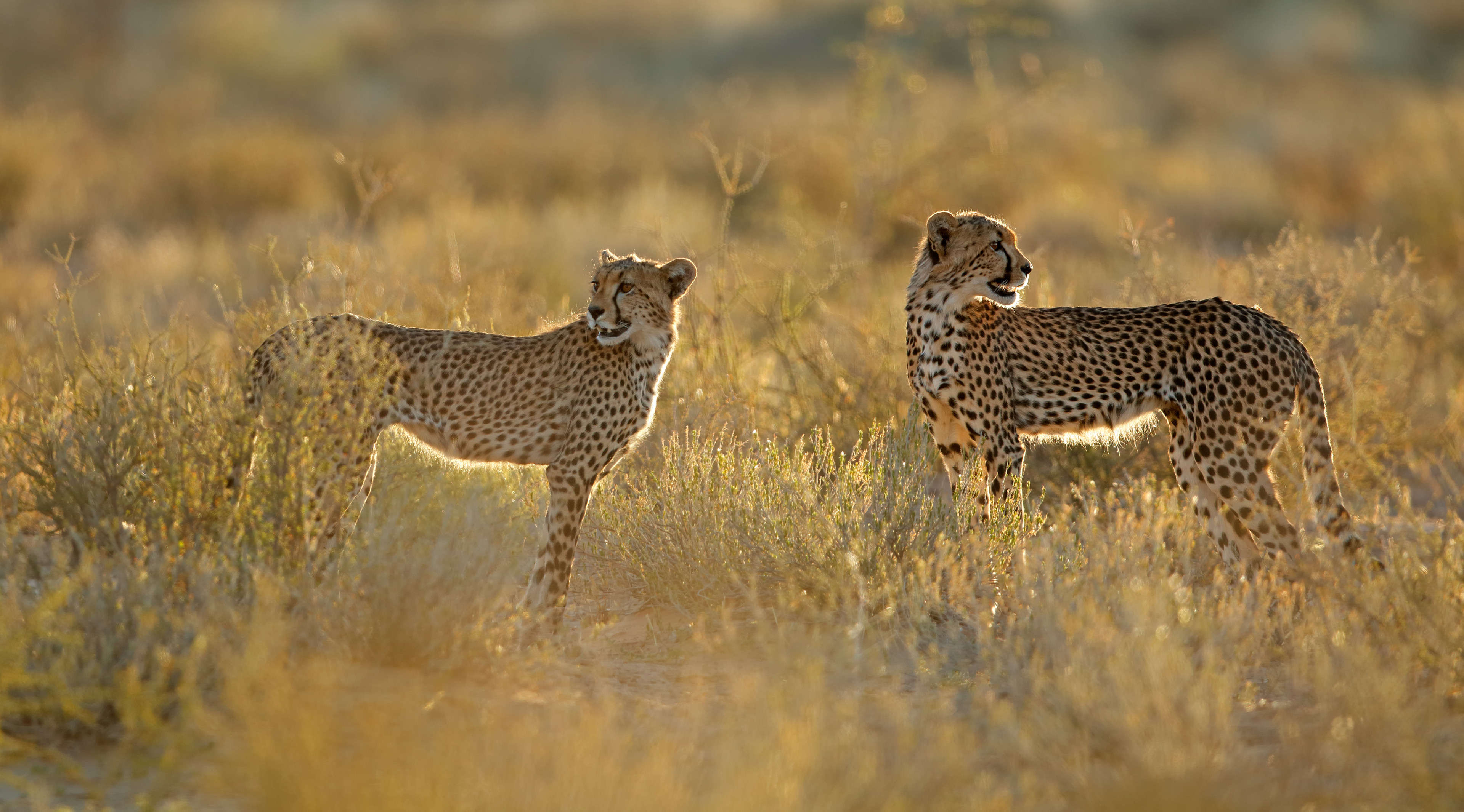 Guepardos en Kalahari