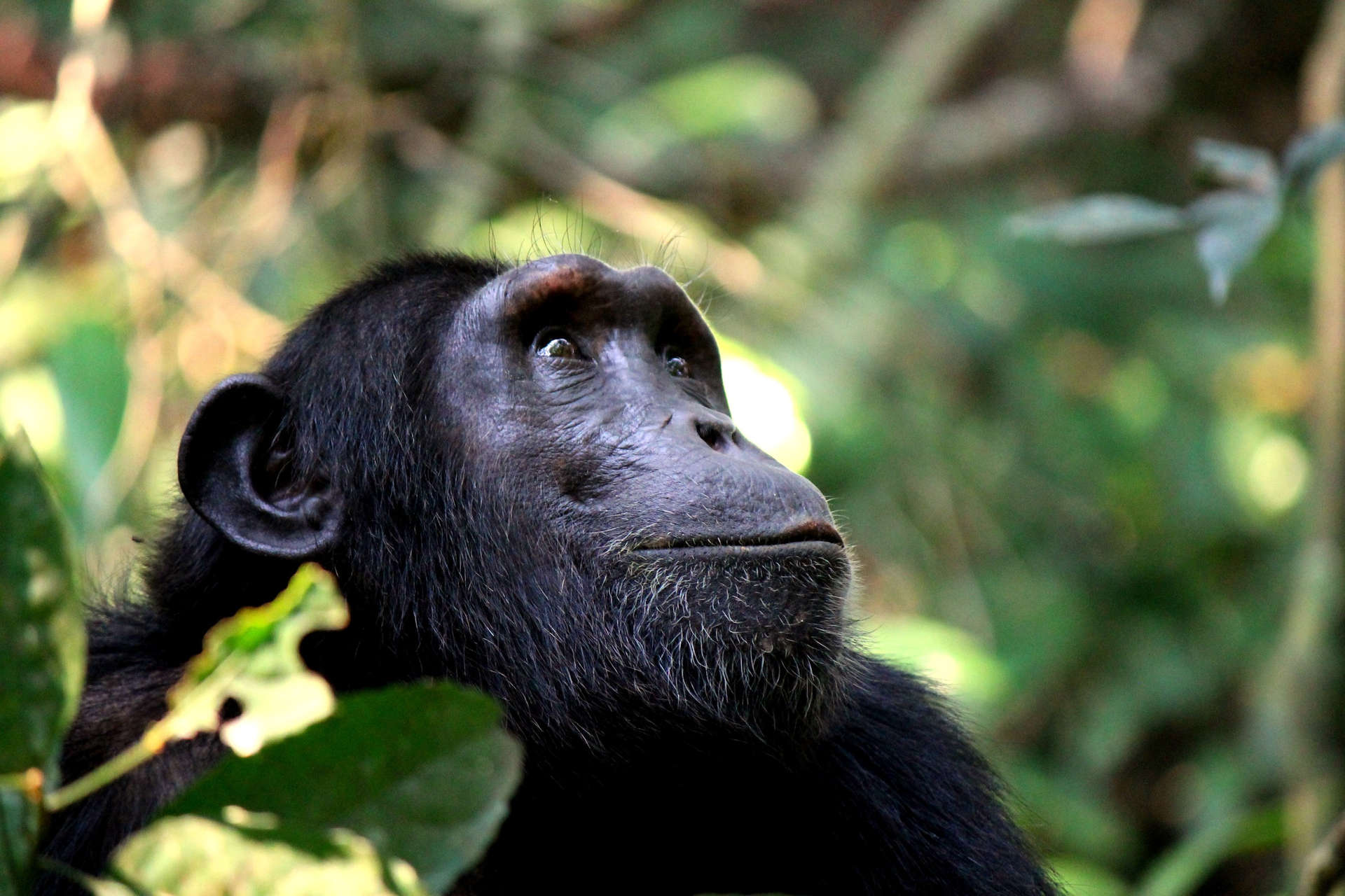 Chimpanzees at Kibale National Forest, Uganda