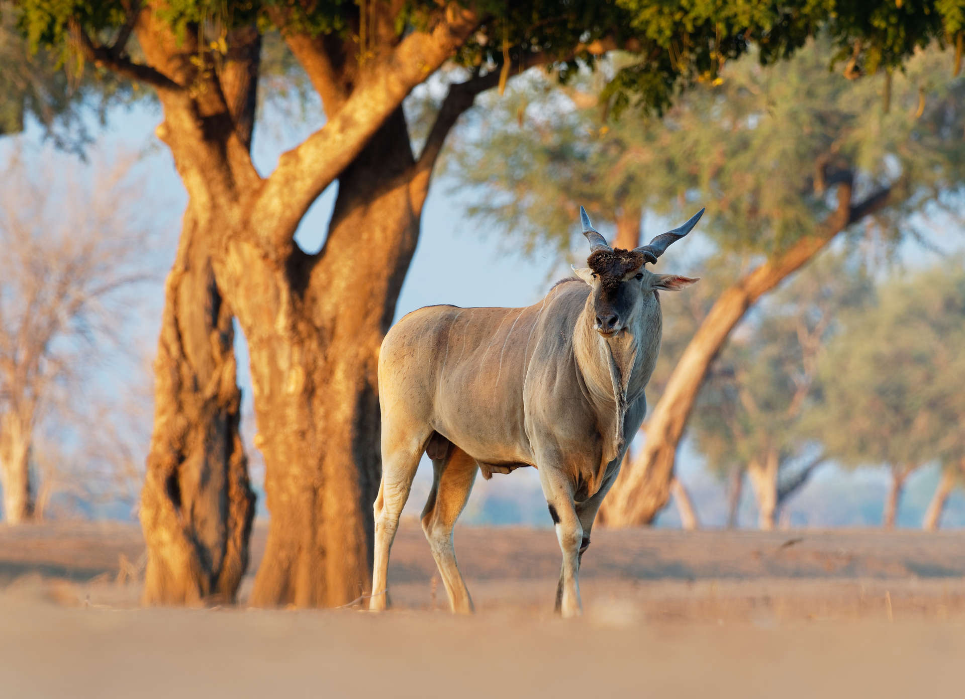 Common Eland in East and Southern Africa