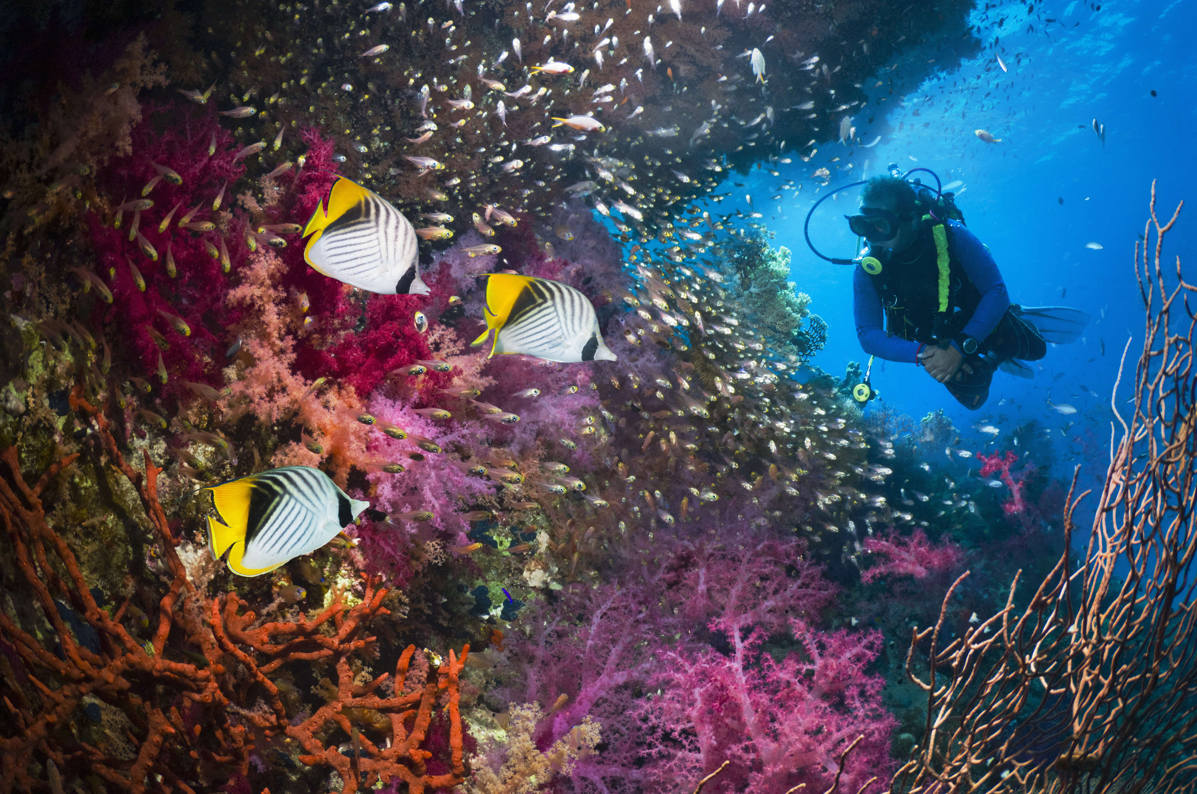 Coral reef with threadfin butterflyfish (Chaetodon auriga), pygmy sweepers (Parapriacanthus guentheri, soft corals (Dendronephthya sp) and a scuba diver in background