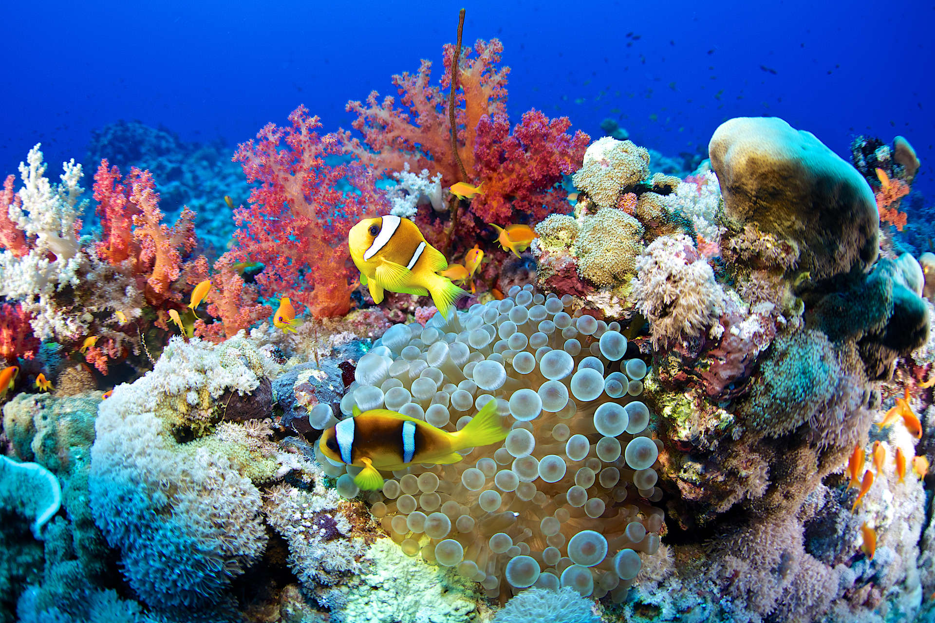 The Red Sea offers spectacular diving