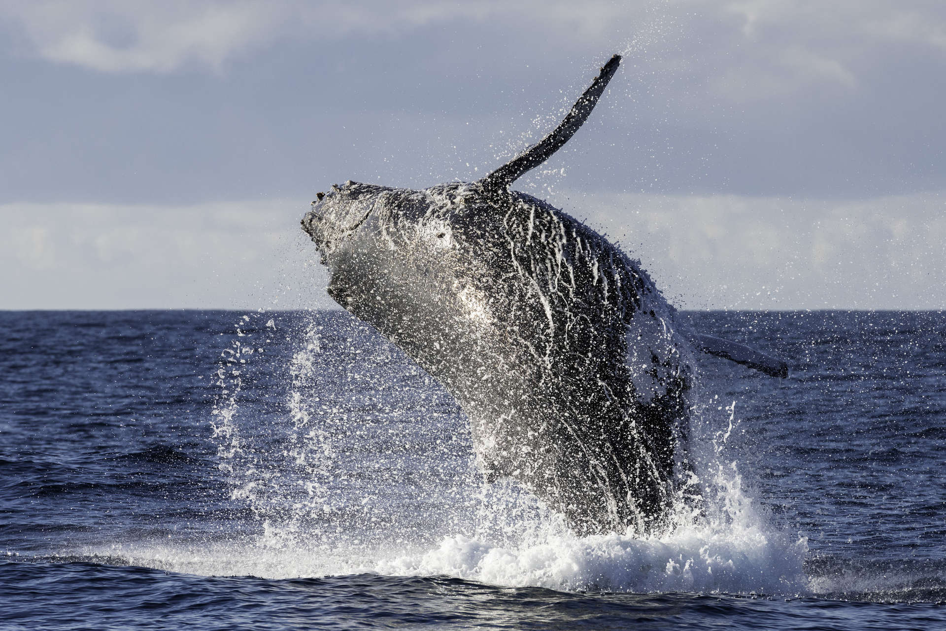 Julio es el mes perfecto para el avistamiento de ballenas en Sudáfrica