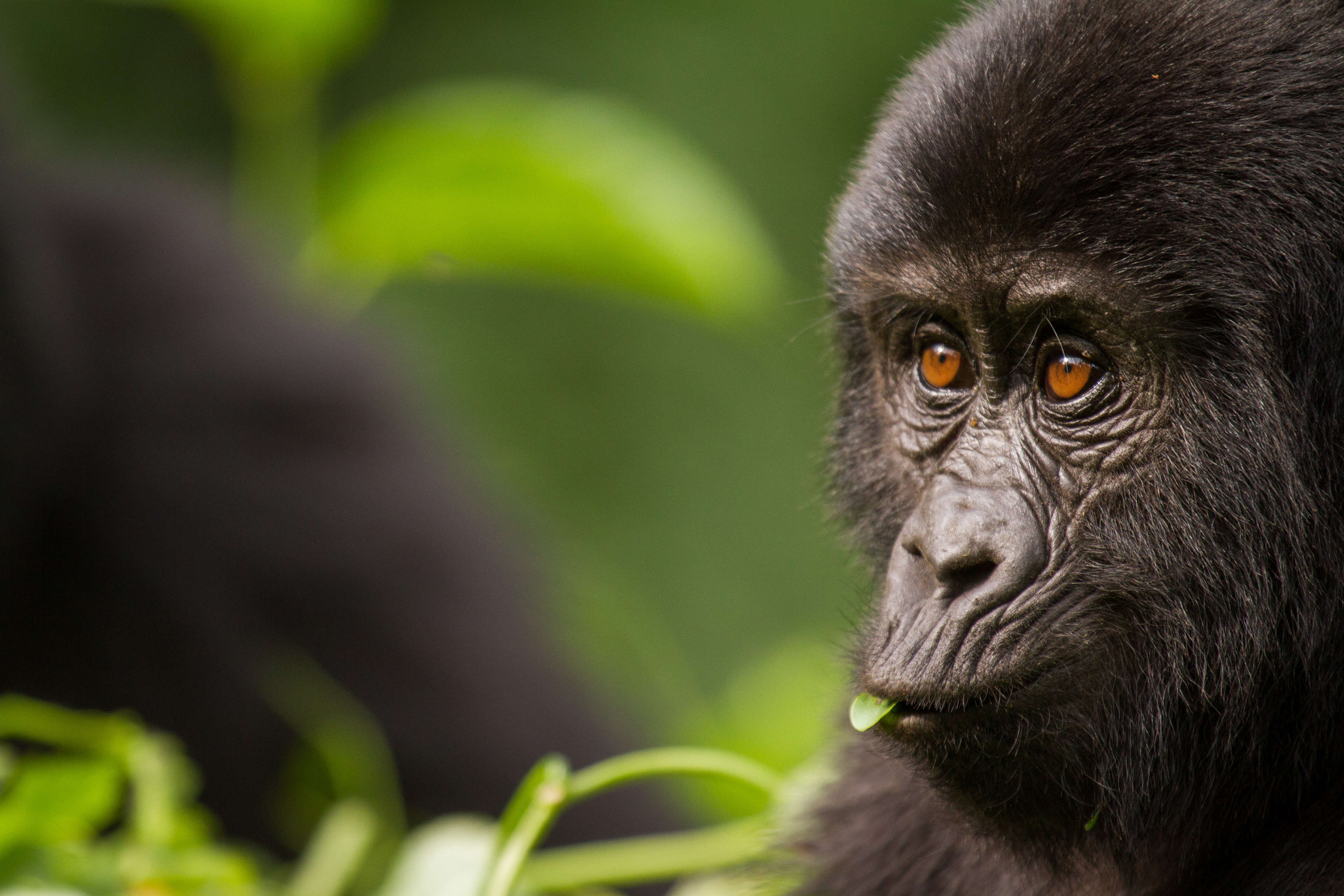 Un gorilla di montagna in Ruanda