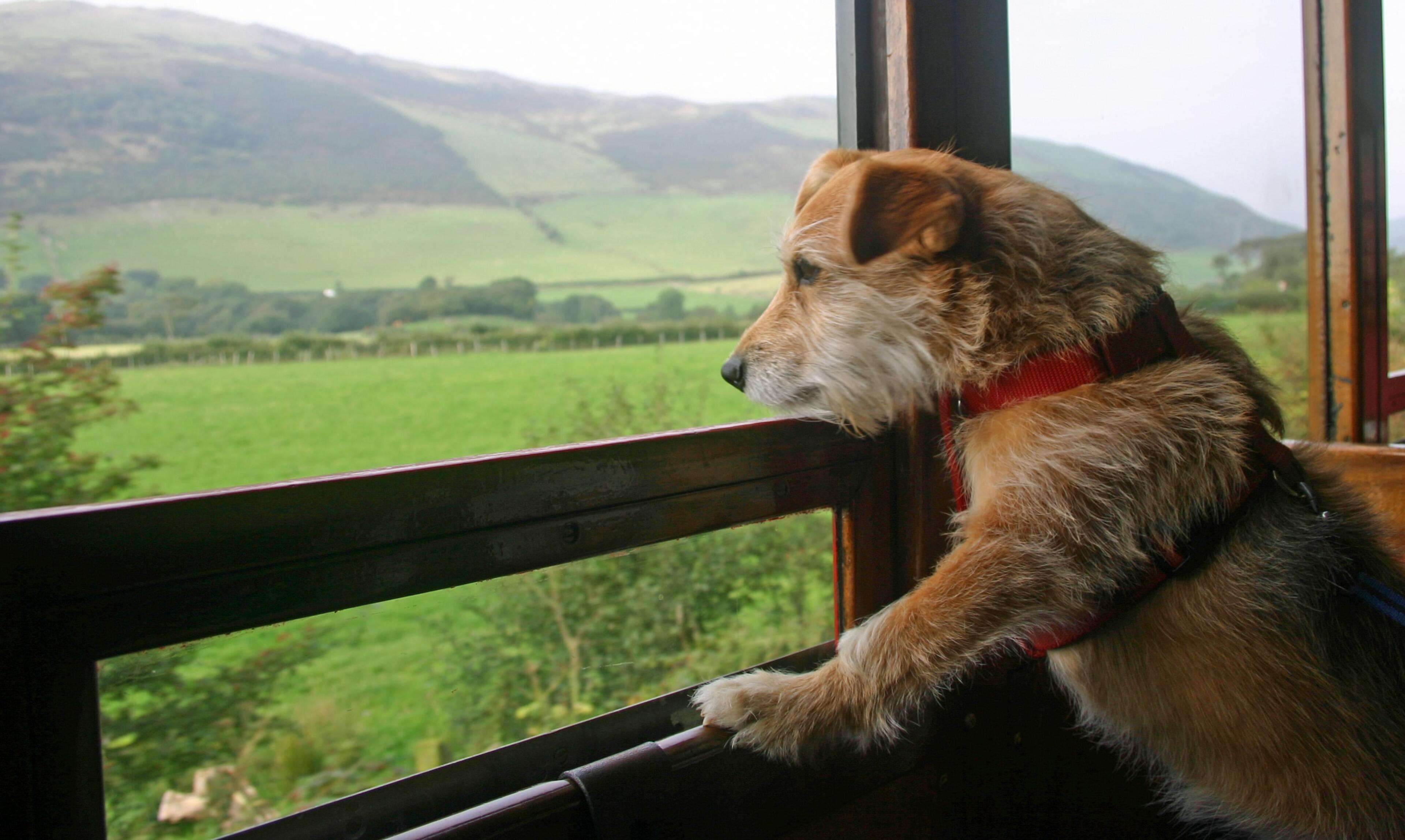 Dog on a steam railway train