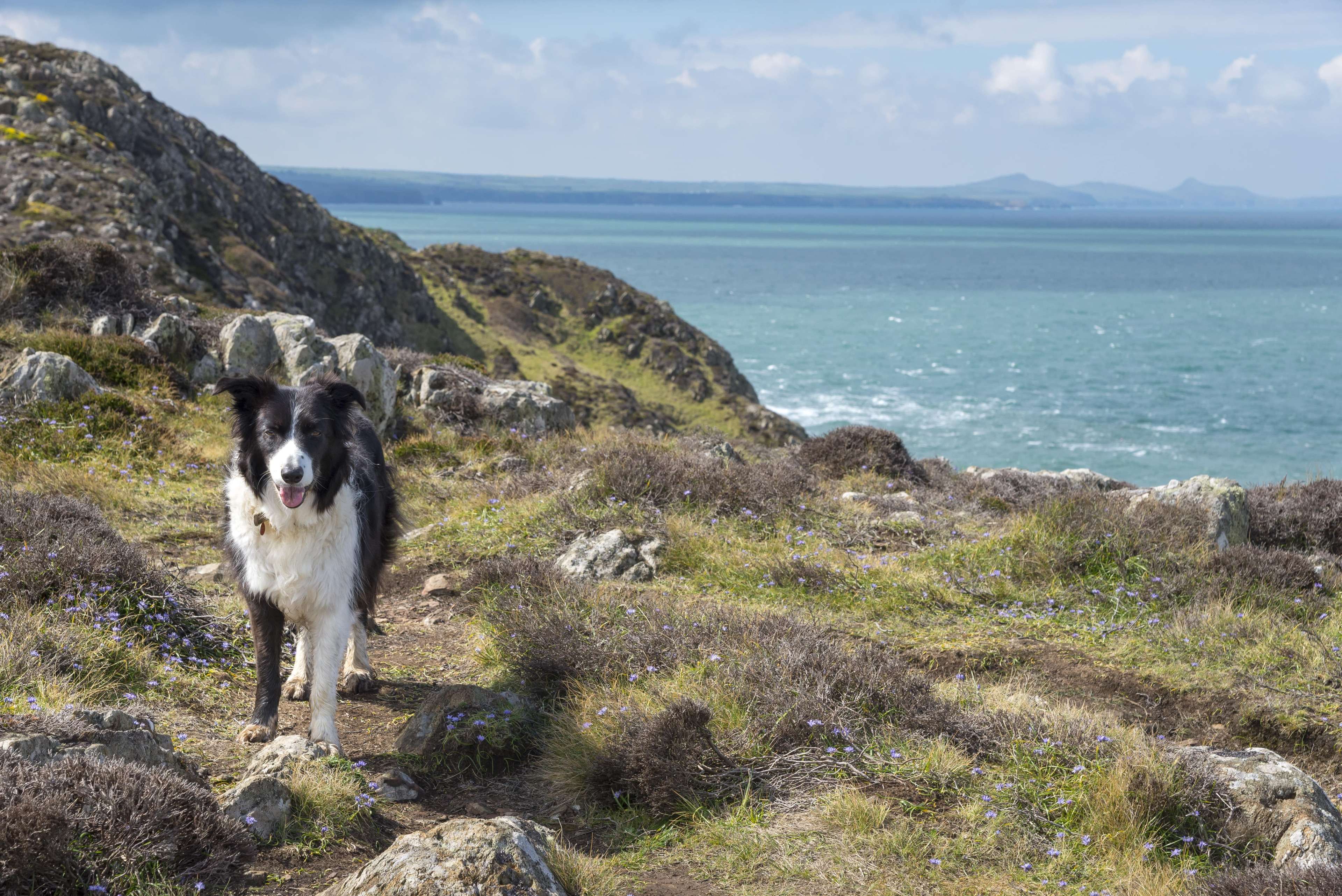 Dog Pembrokeshire coastline