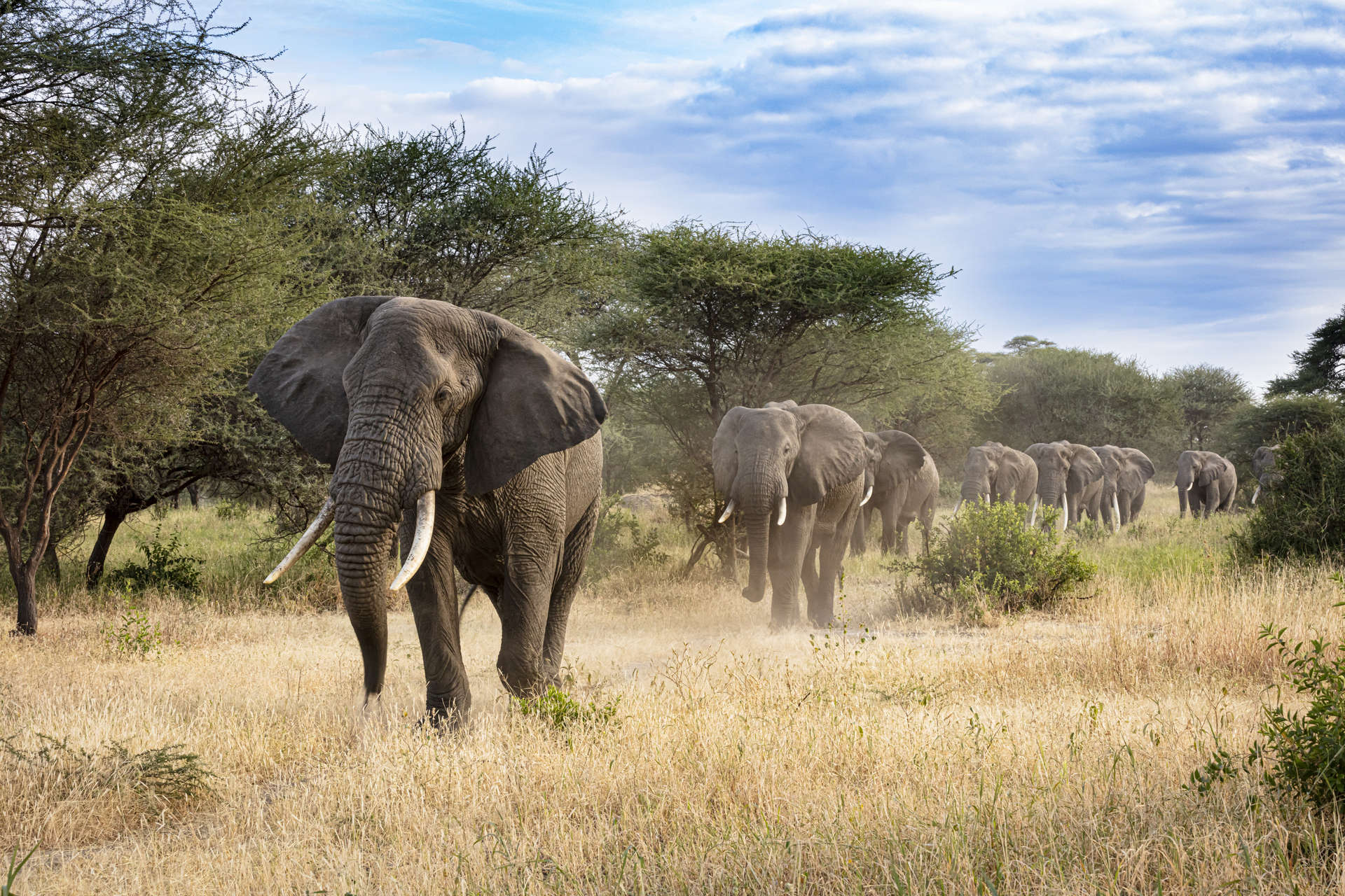 Elephants in line in Zambia