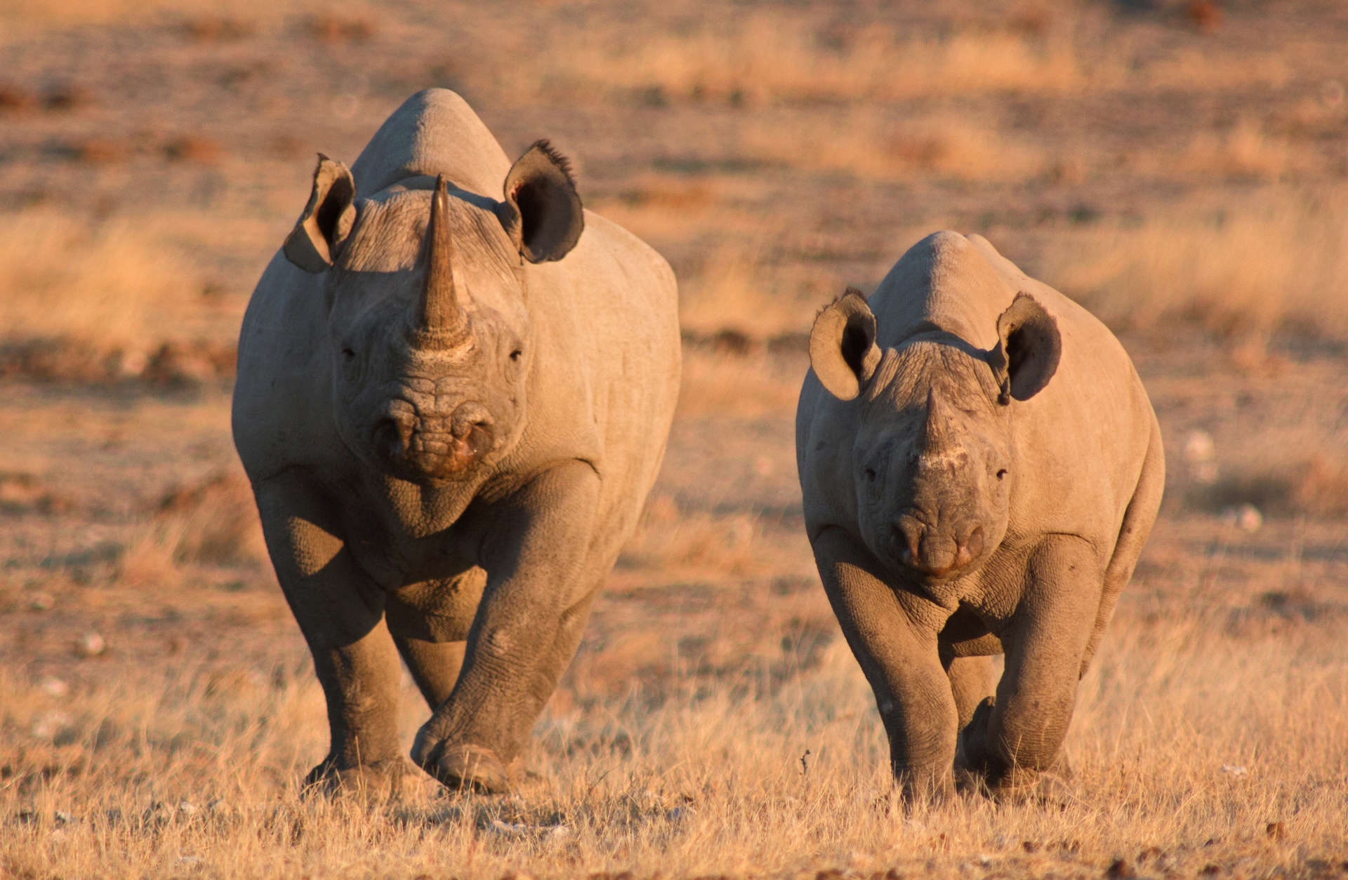 Etosha National Park