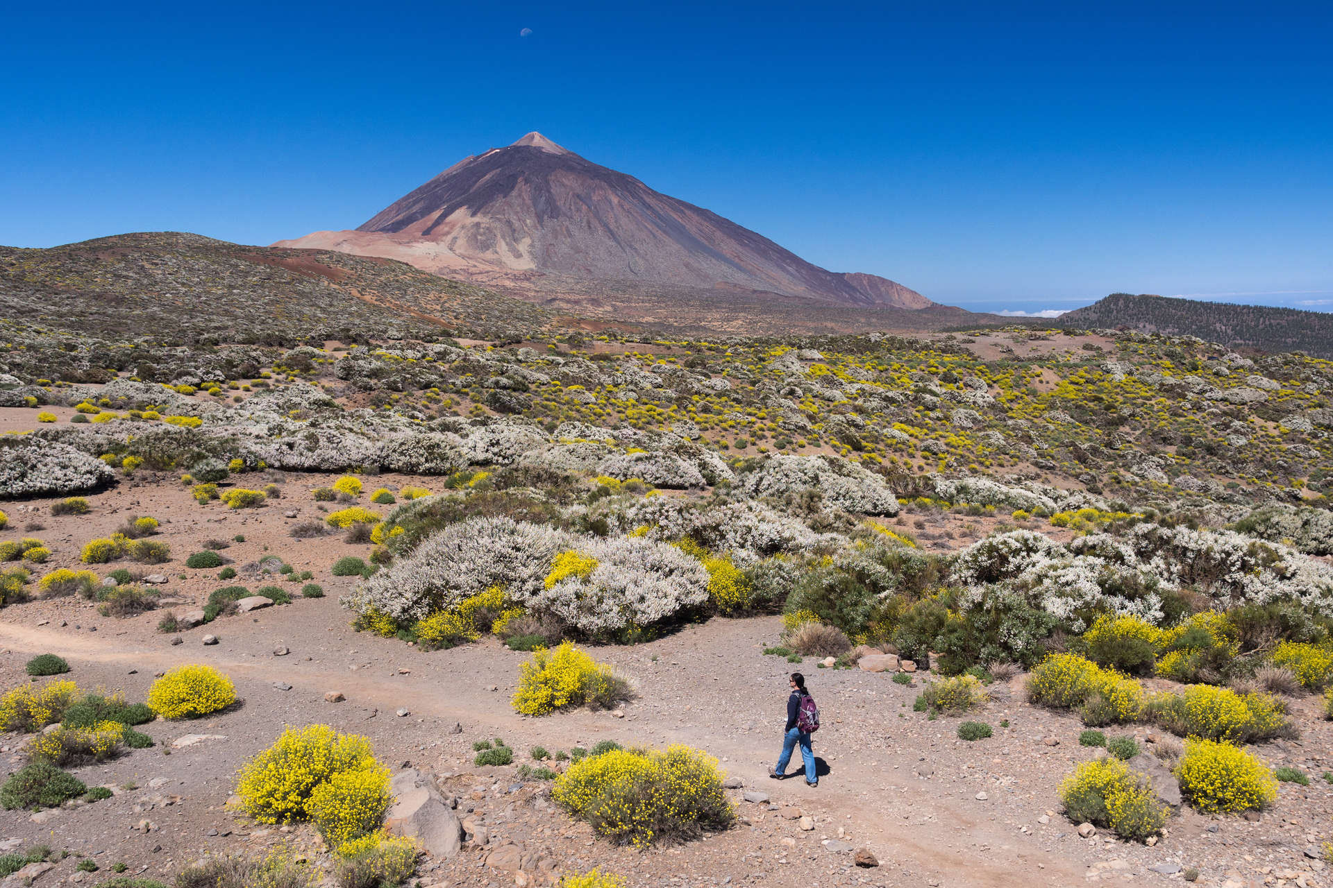 Female hiker walking in desert-like landscape on mountain volcano, Teide national park, volcano, Tenerife