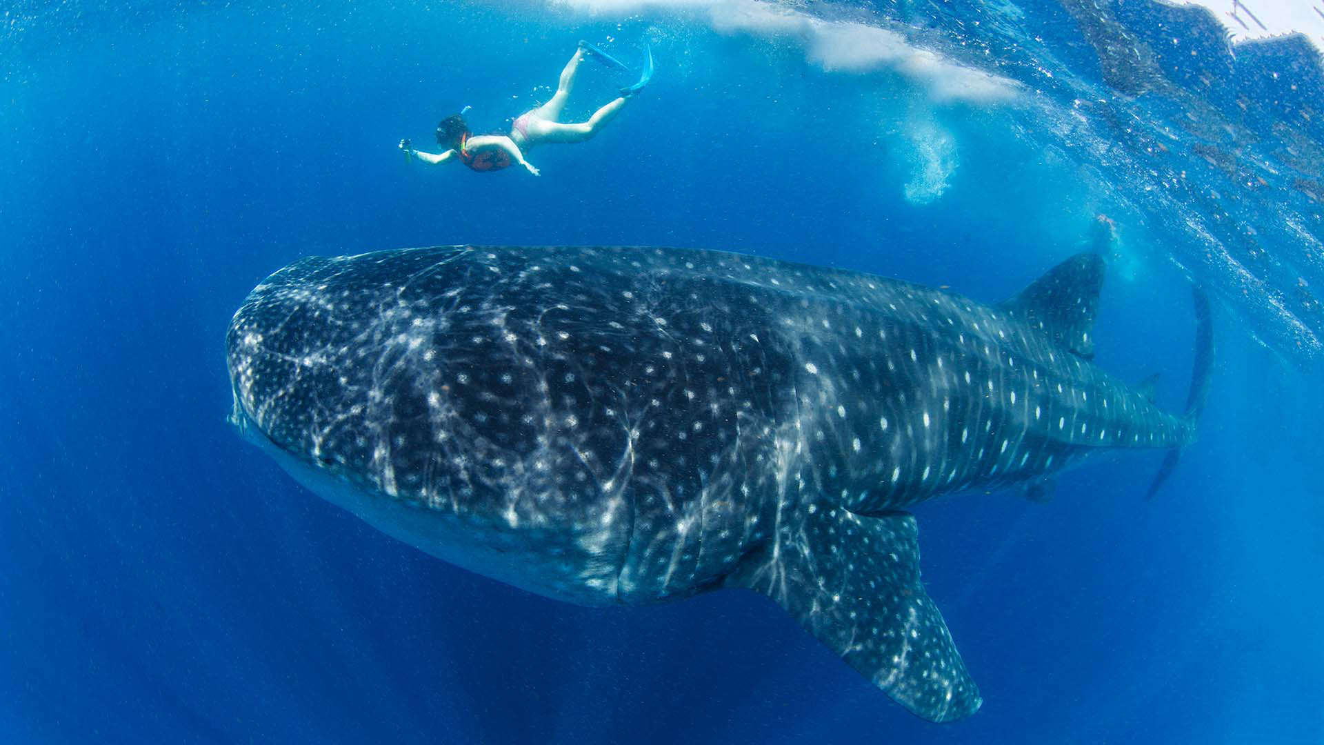 Find new adventures with whale sharks in the Bay of Goubbet