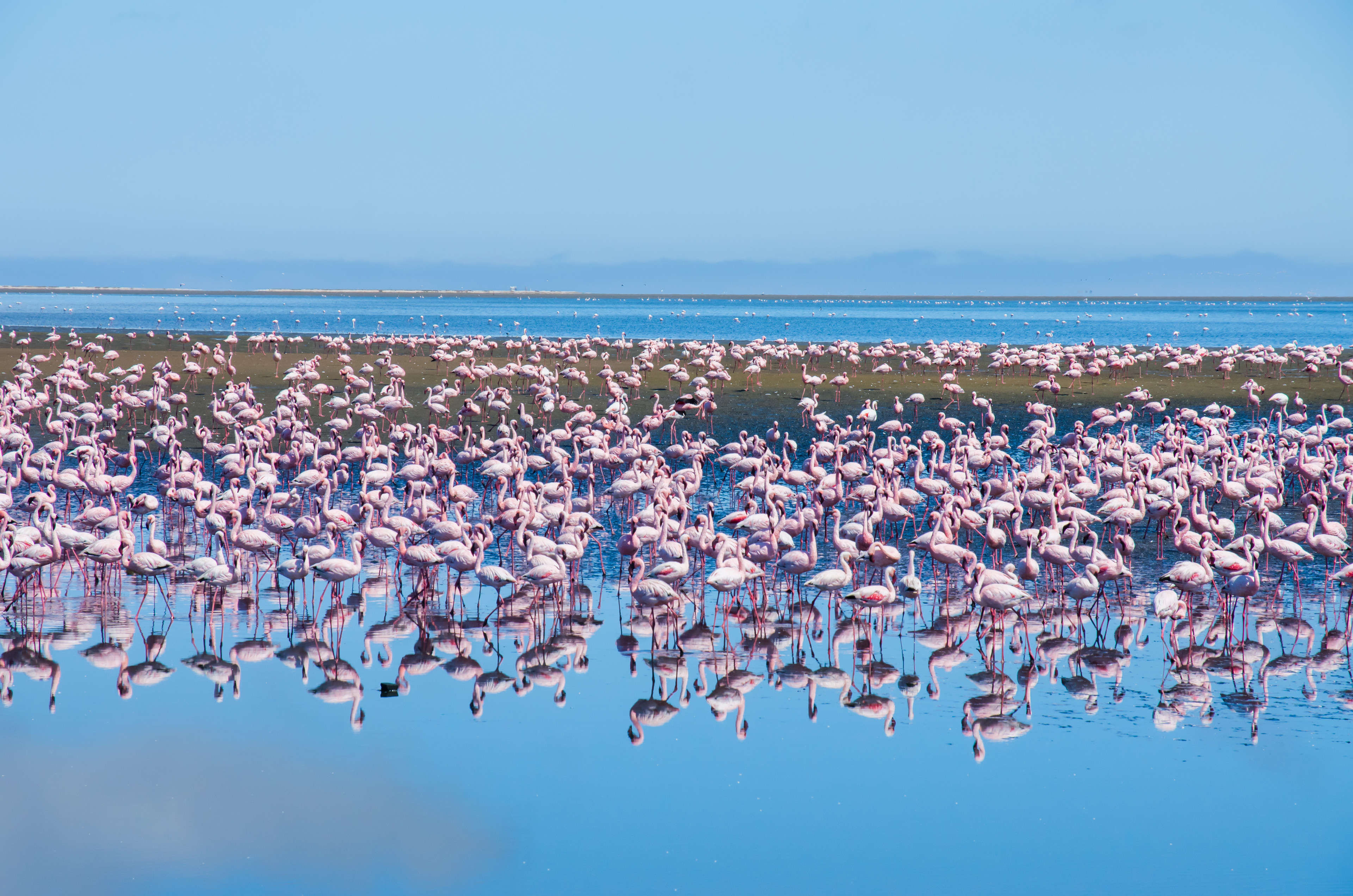 Flamingos
