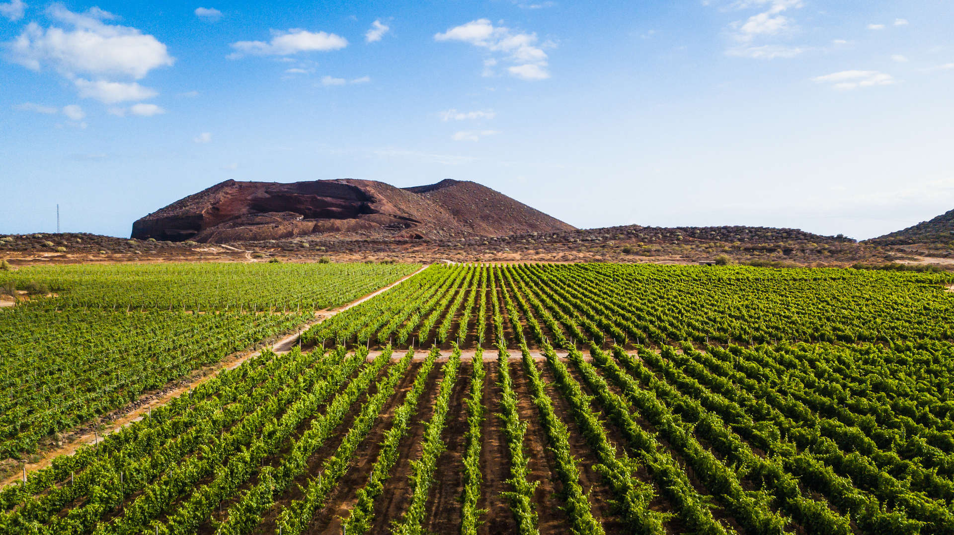 Fresh green growth on vines in a vinyard in Tenerife