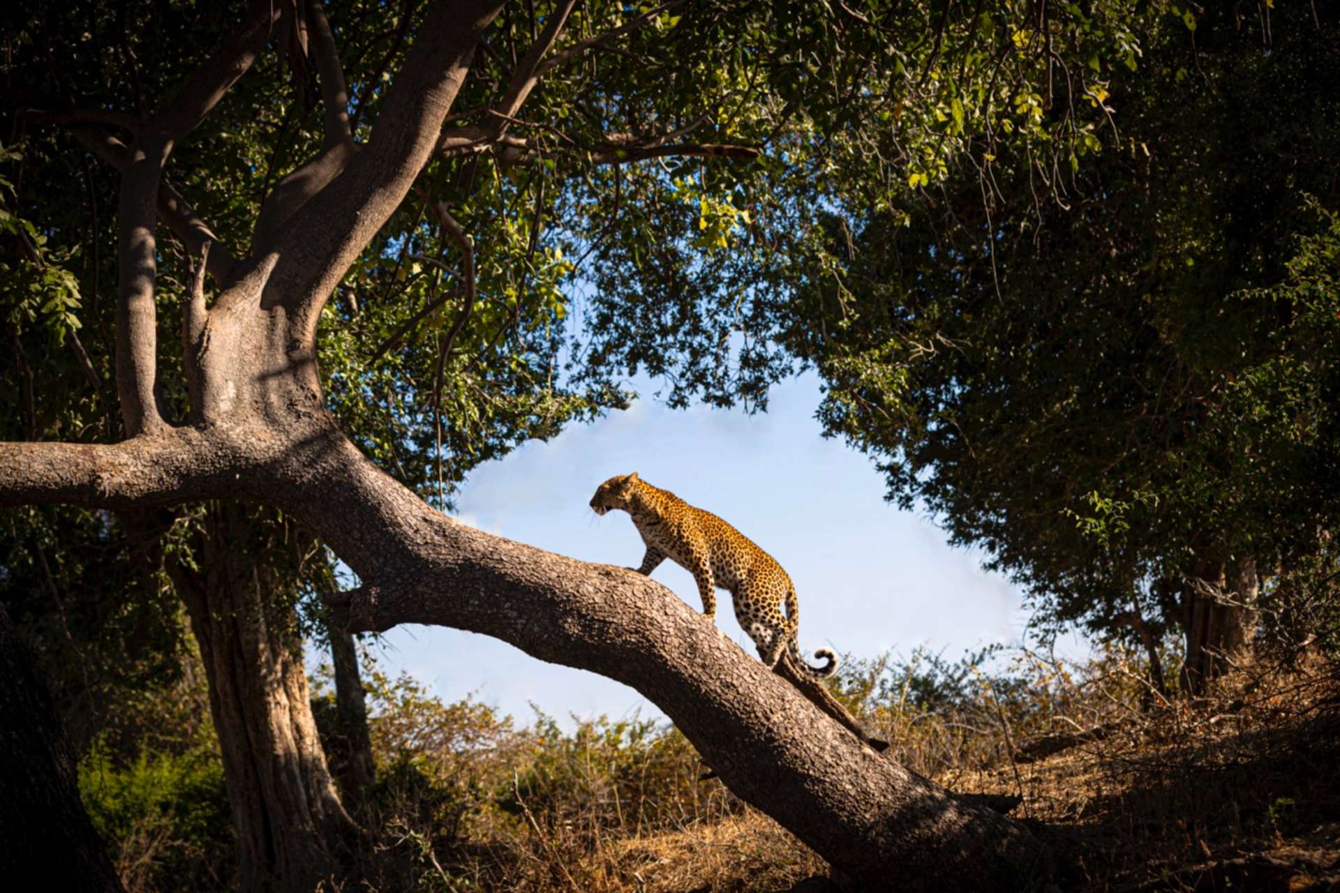 Güney Luangwa Ulusal Parkı, Zambiya
