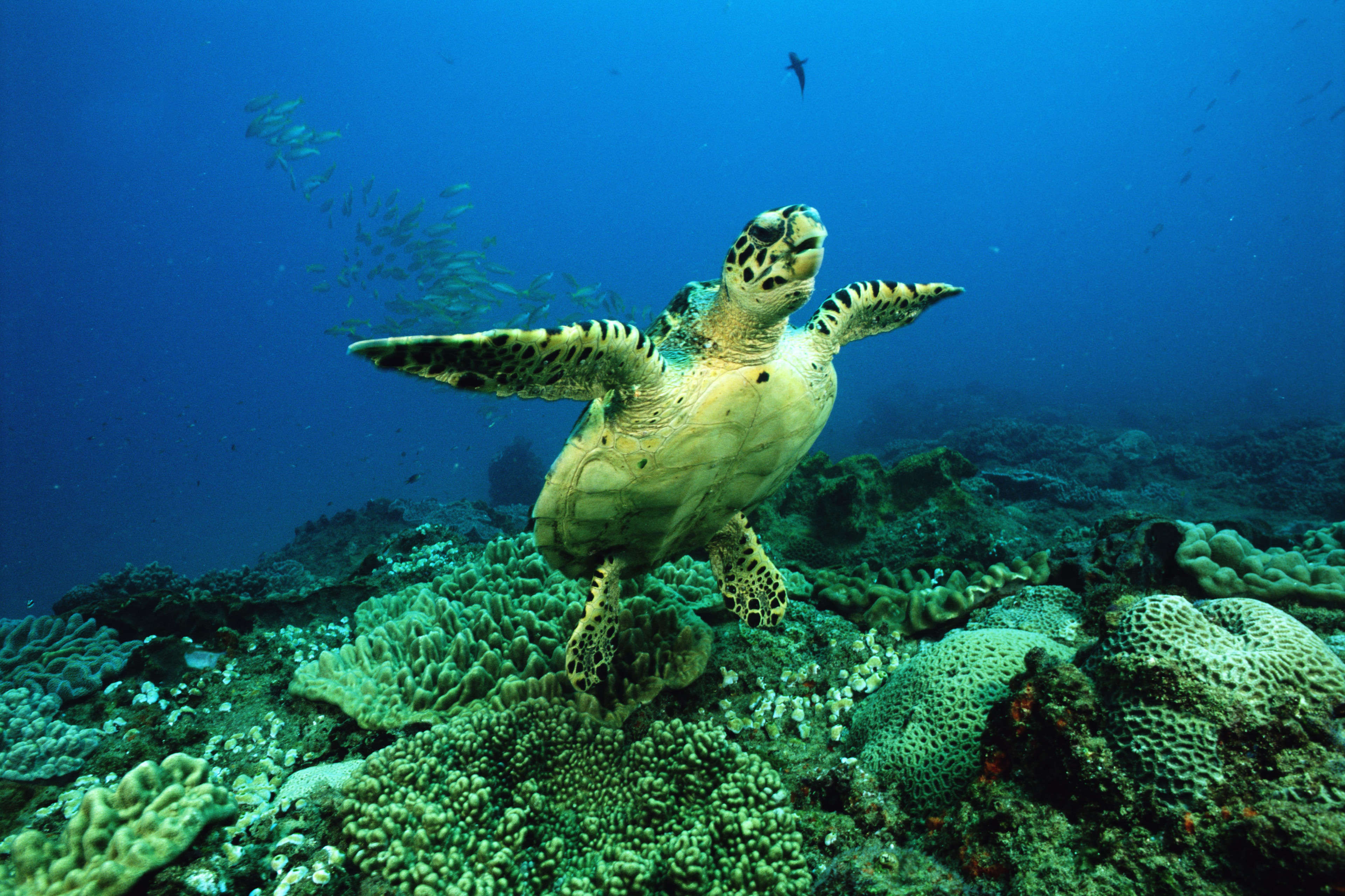 GettyImages-200402480-001_South Africa-min.jpg