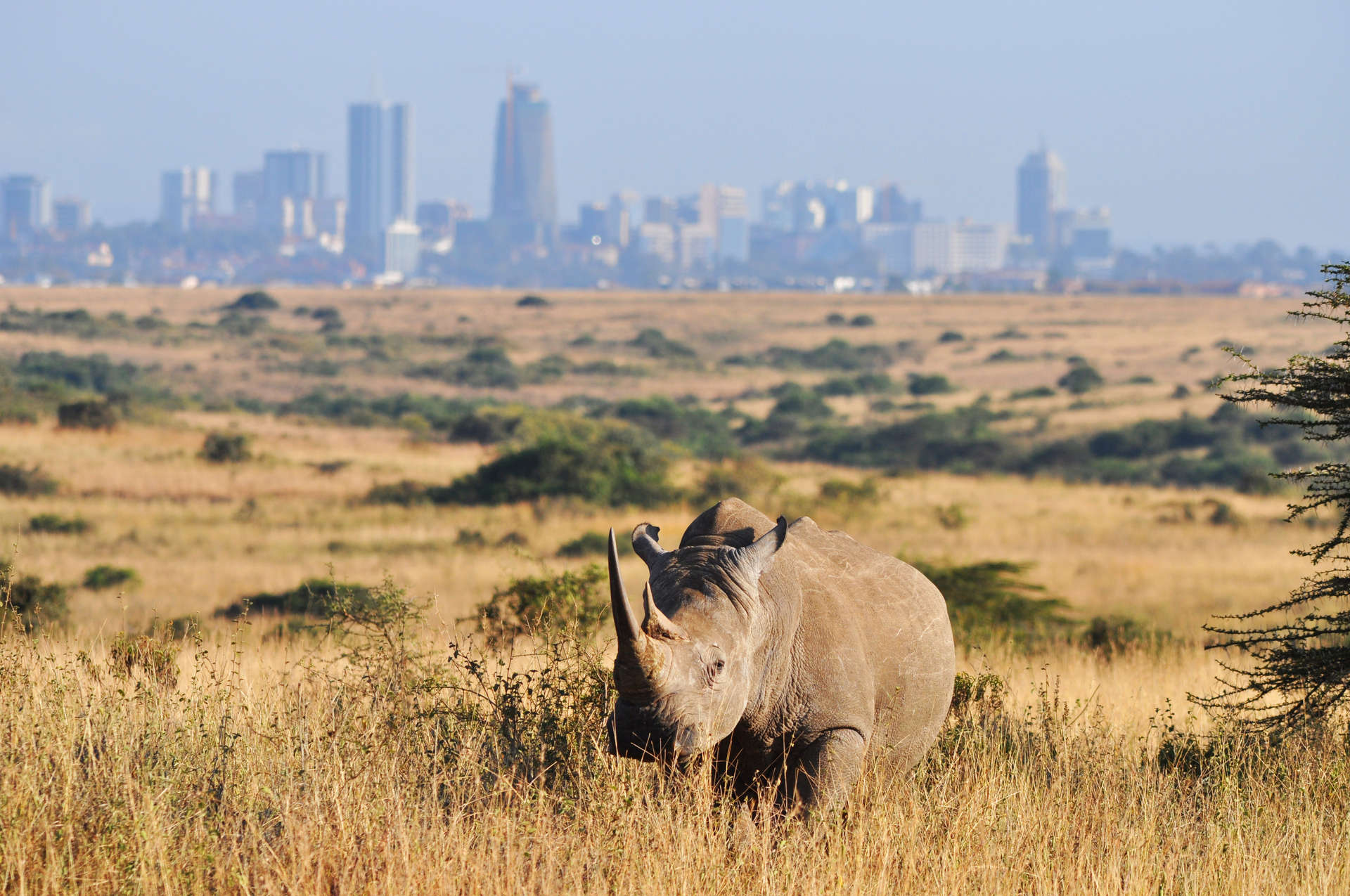 GettyImages-581001645_safari.jpg