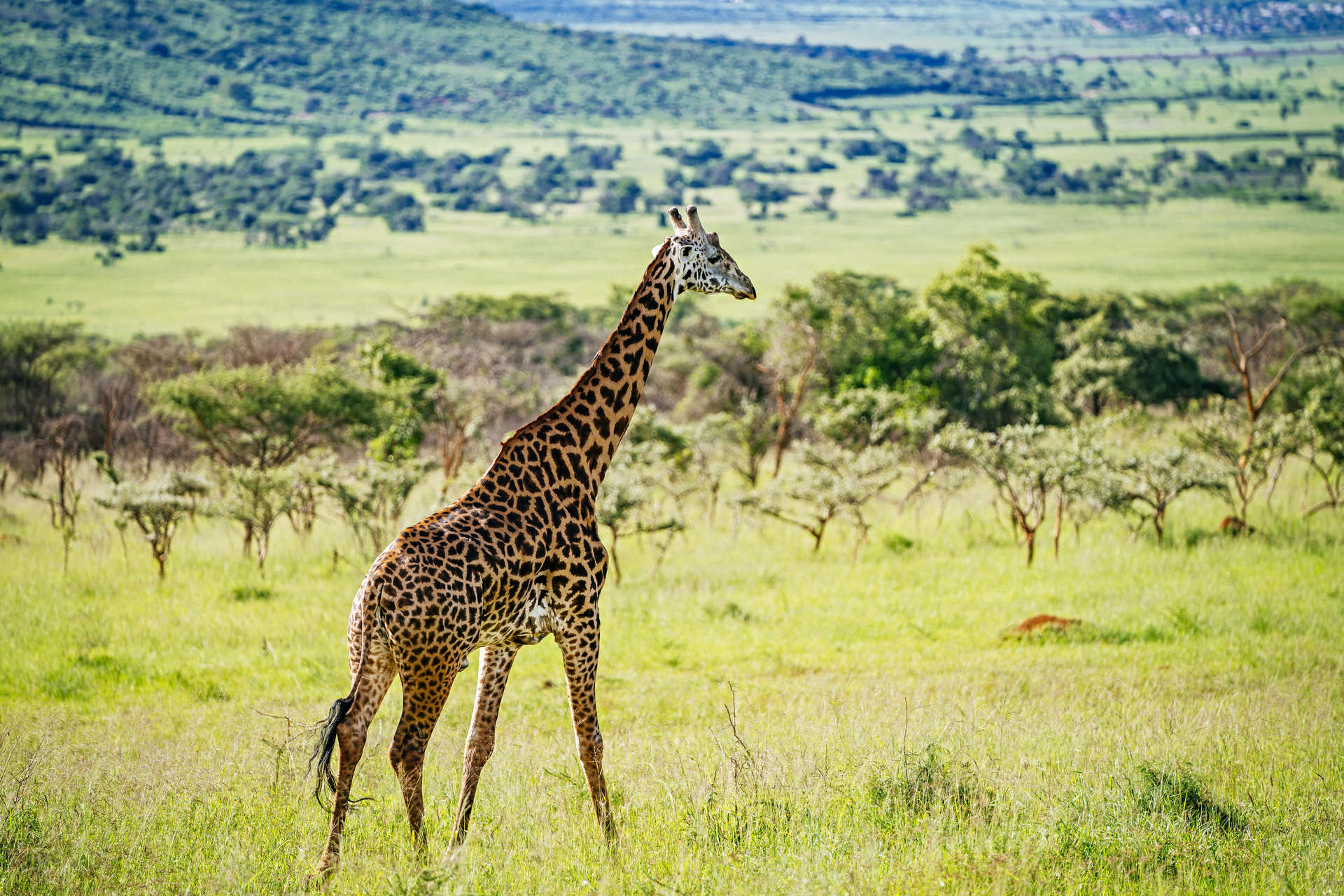 giraffe at Akagera National Park