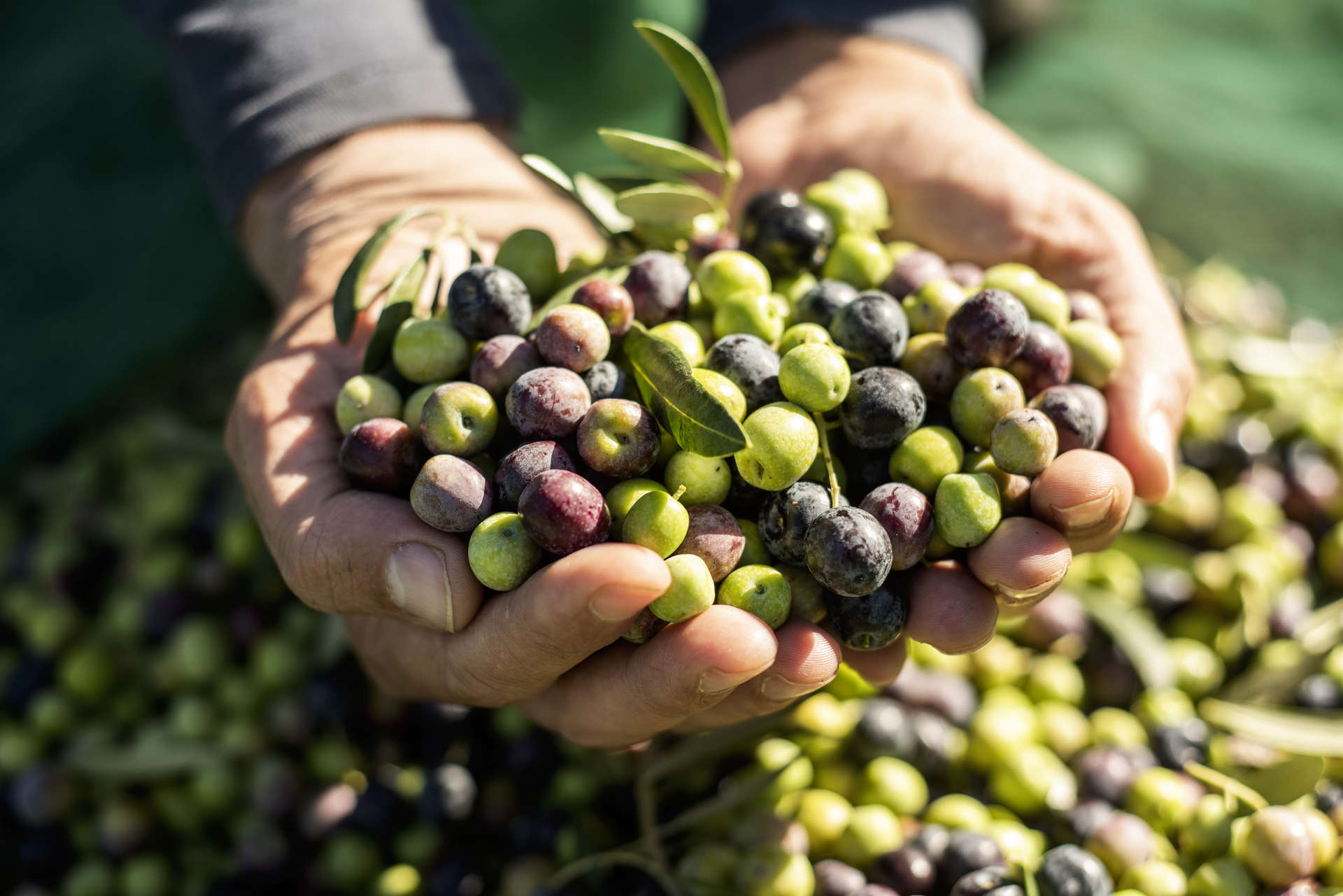 Hands full of olives