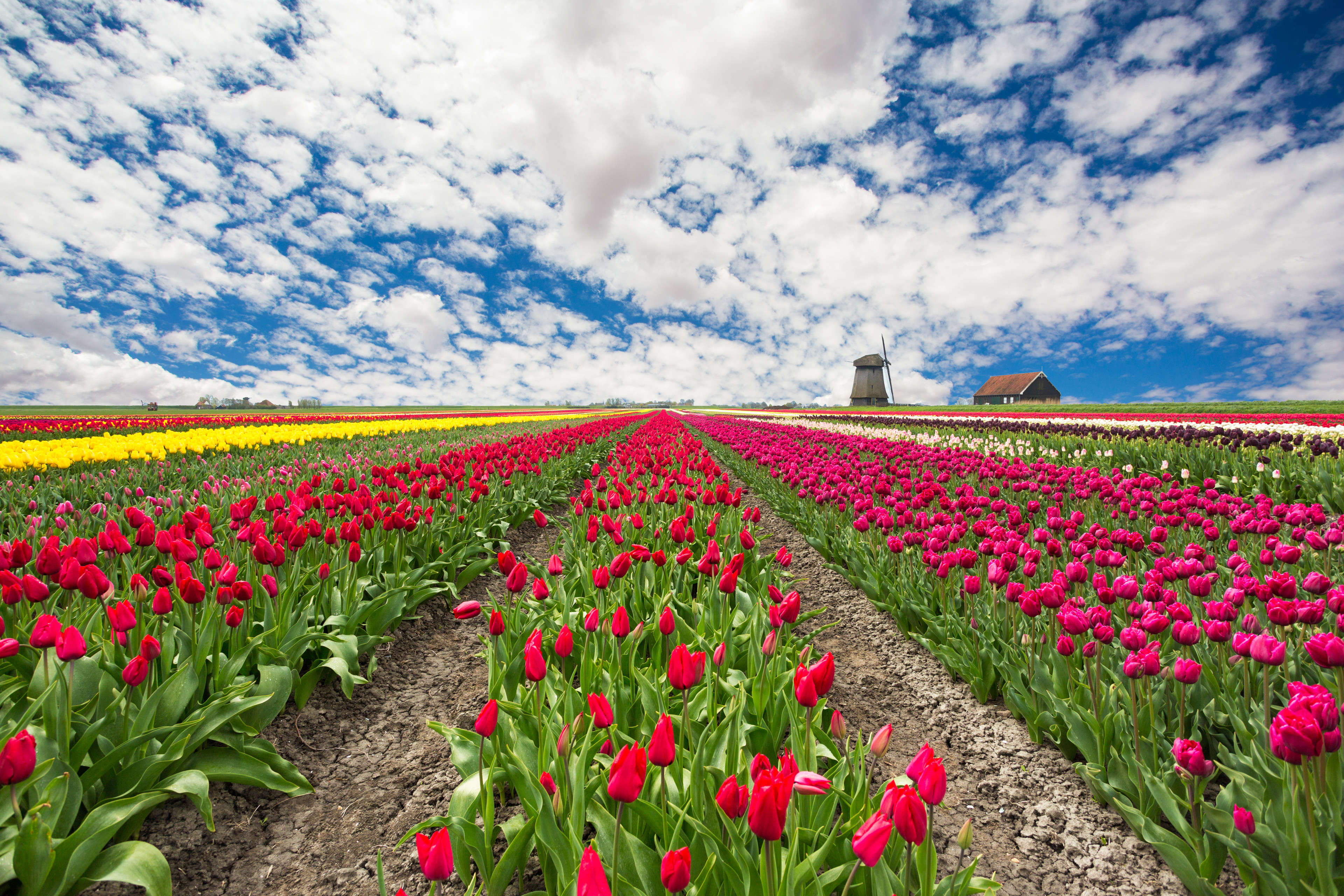 Spring has sprung in the Netherlands