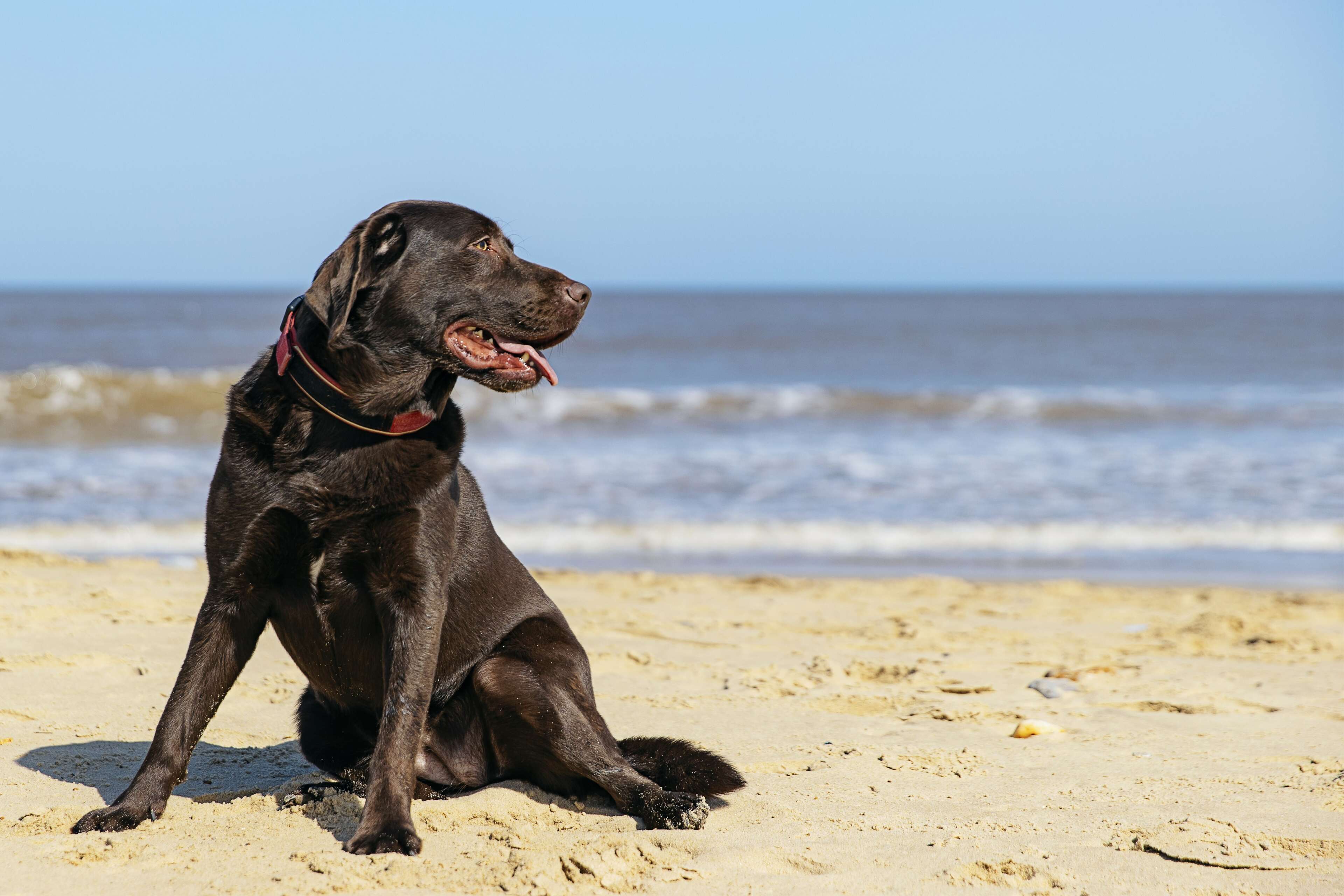 Labrador dog on the beach