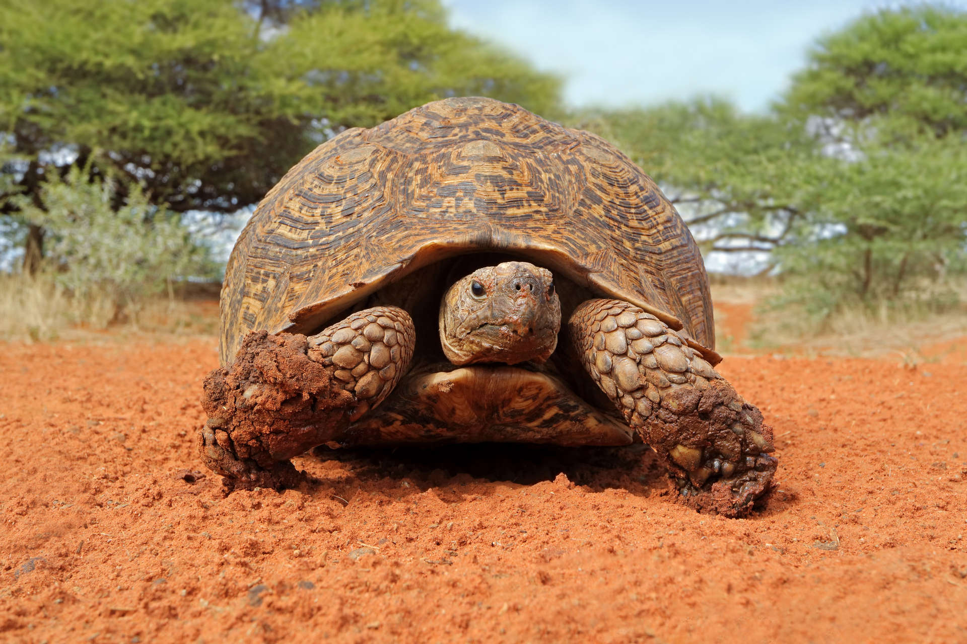 Leopard Tortoise, Stigmochelys Pardalis, In Natural Habitat, South Africa