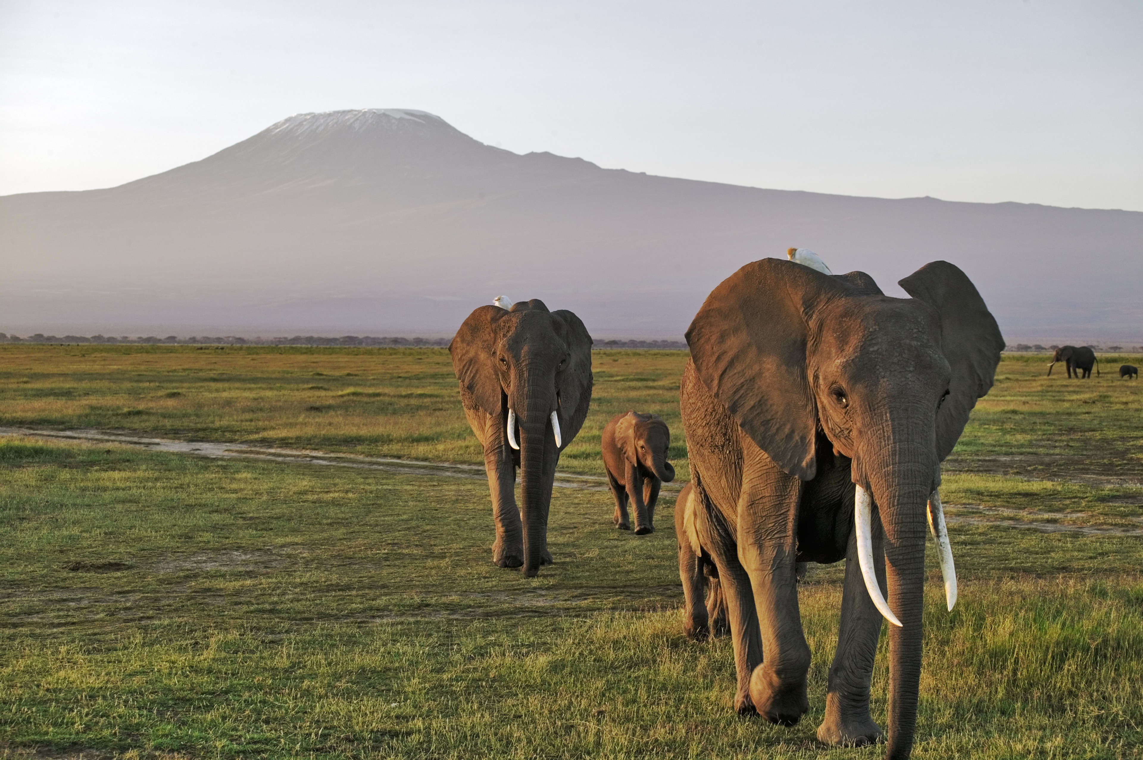 Suivez la Grande Migration au Kenya