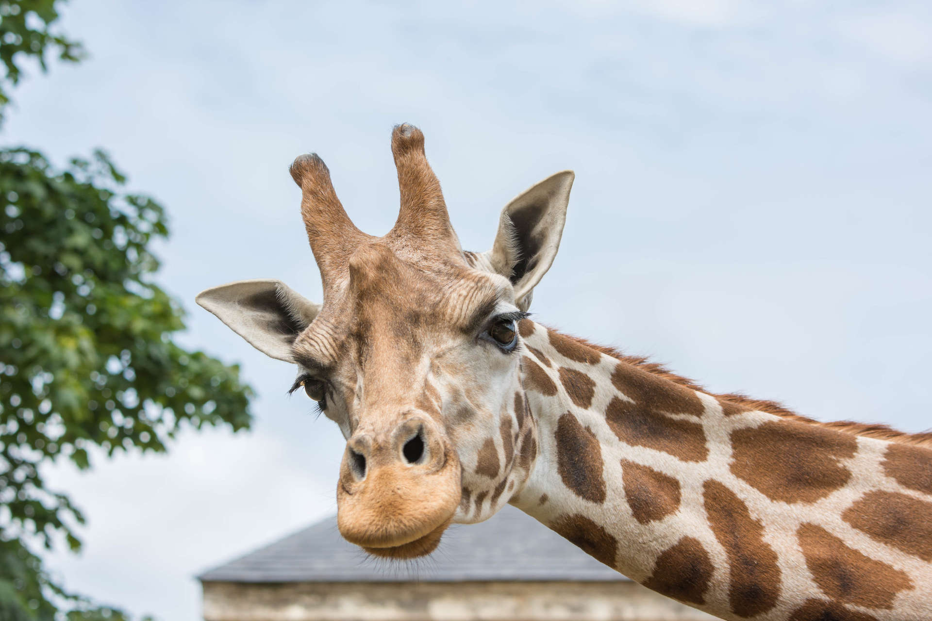 London Zoo giraffe