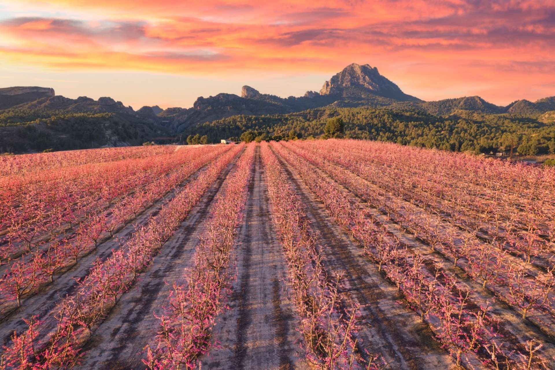 Murcia, İspanya
