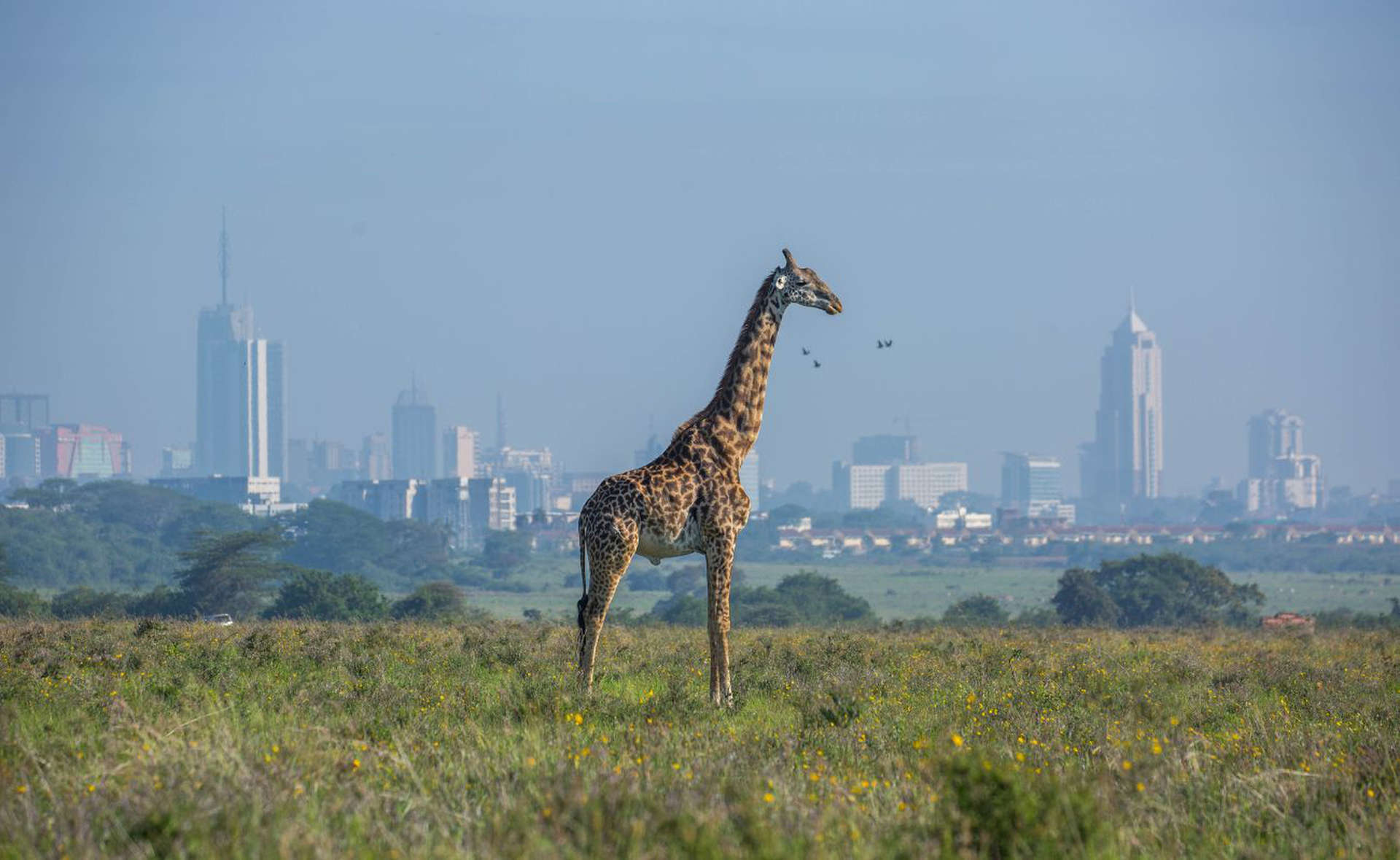 Kenya’daki Nairobi Ulusal Parkı