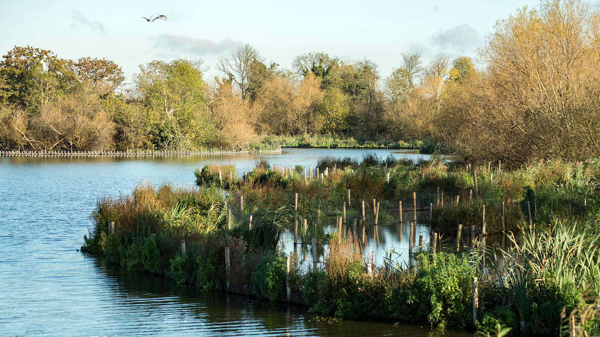 Nature and wildlife in the London Wetlands Centre