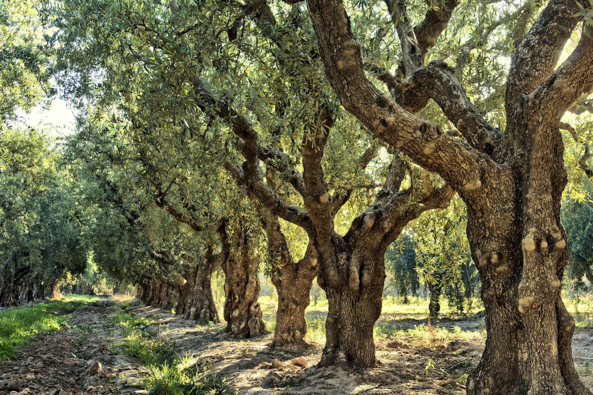Un campo di ulivi