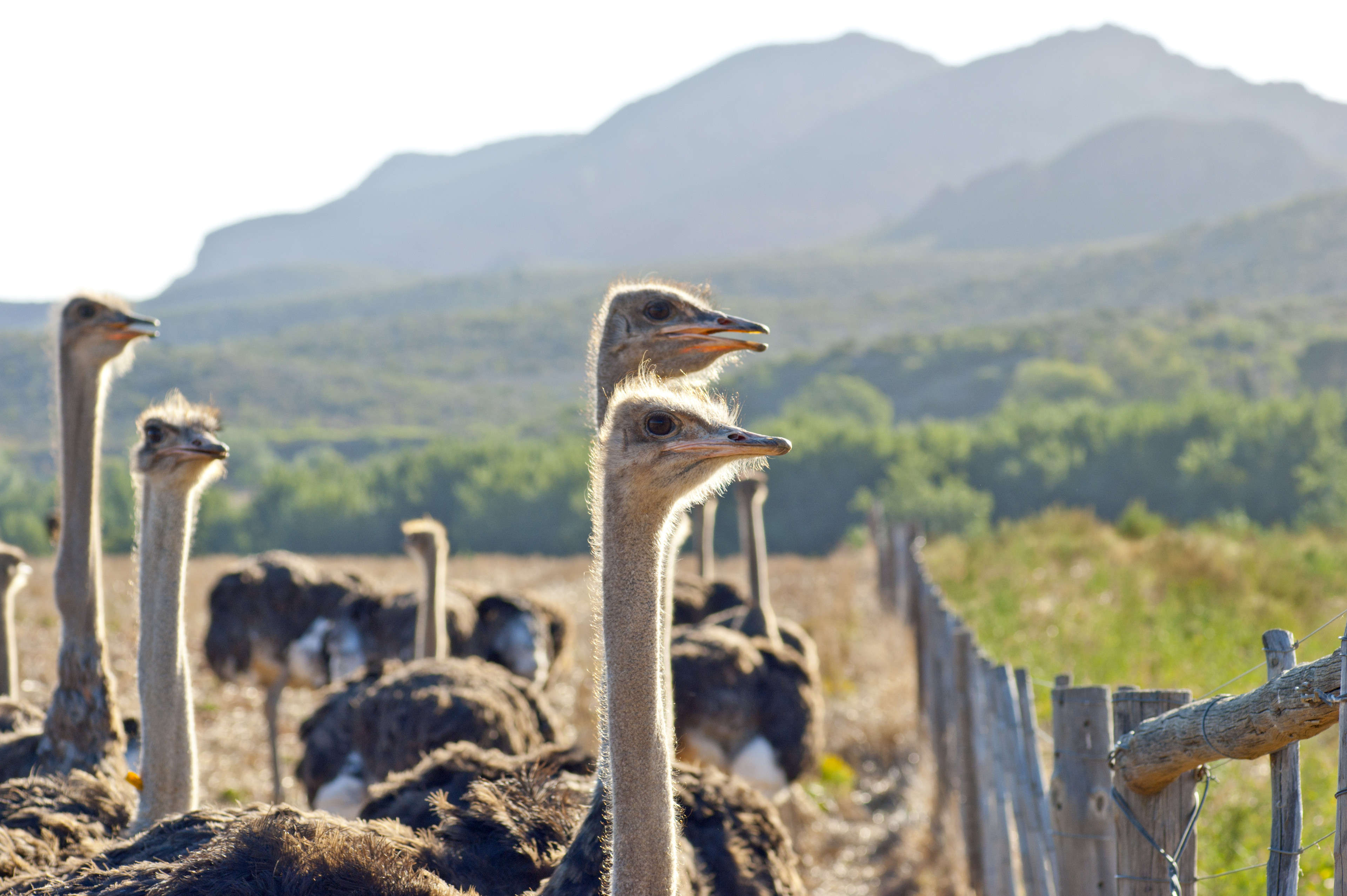 Oudtshoorn, die Straußenhauptstadt der Welt