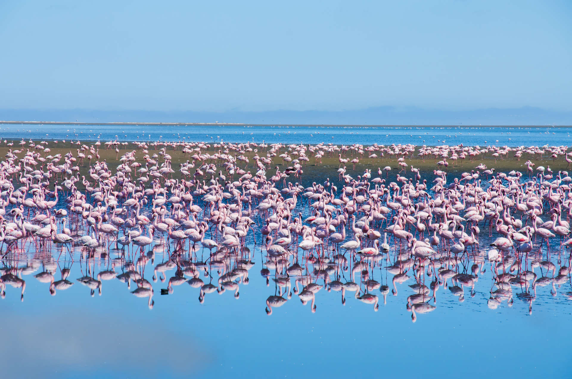 Pinkfarbene Flamingos tummeln sich im März in Namibia