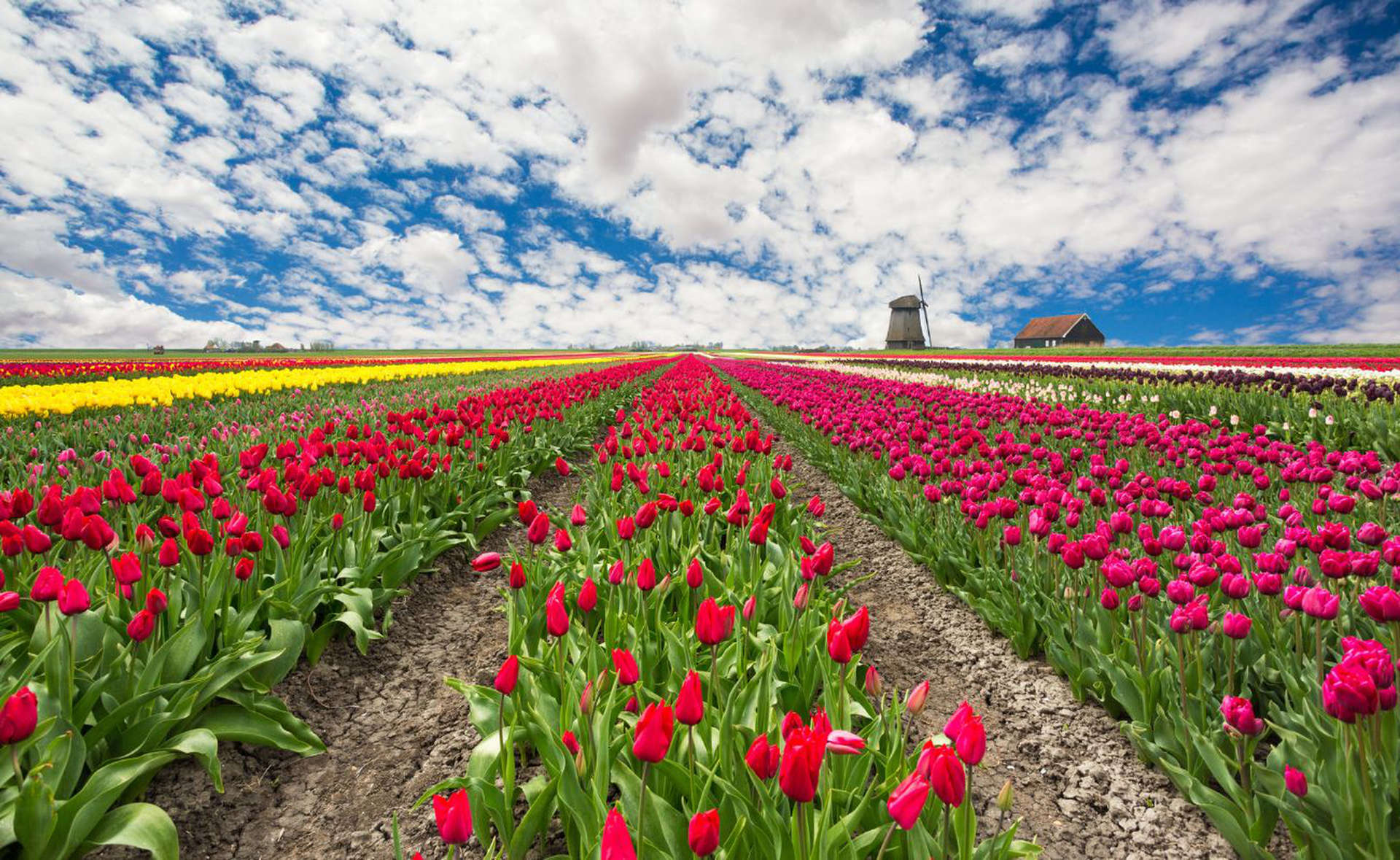 Podążaj holenderskimi szlakami tulipanów