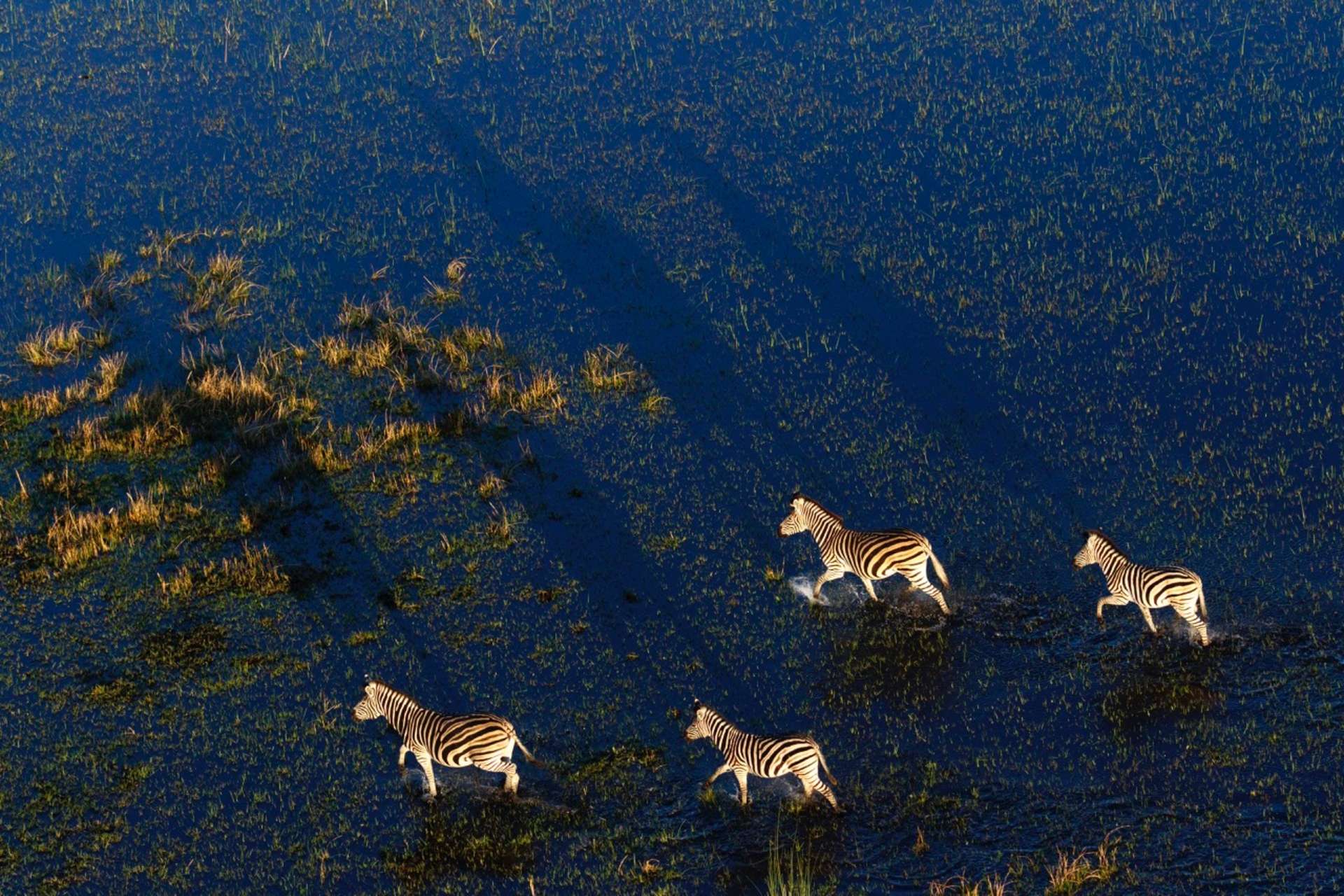 Rezerwat Moremi, Botswana