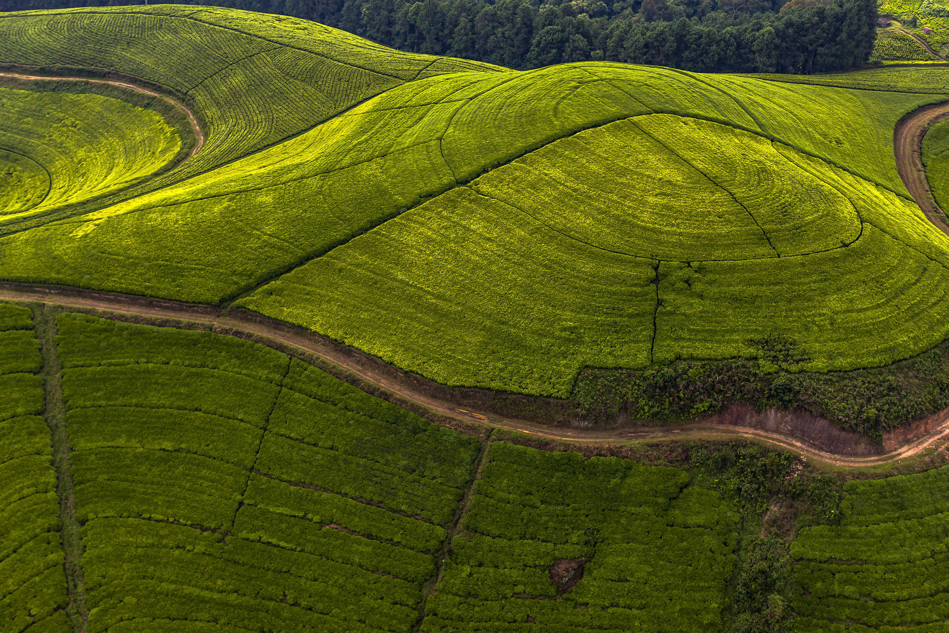 Rwanda produces fantastic tea and the country's landscape is jewelled with rows of shiny green plantations