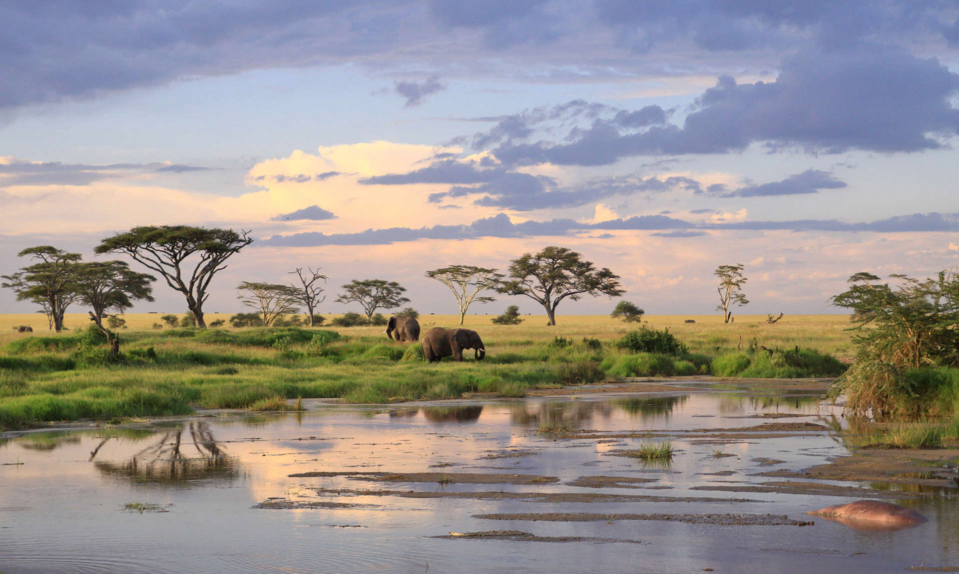 Safari im Januar in Tansania