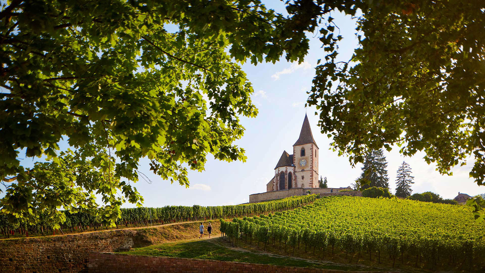 Sip and savor along the Alsace Wine Trail in summer