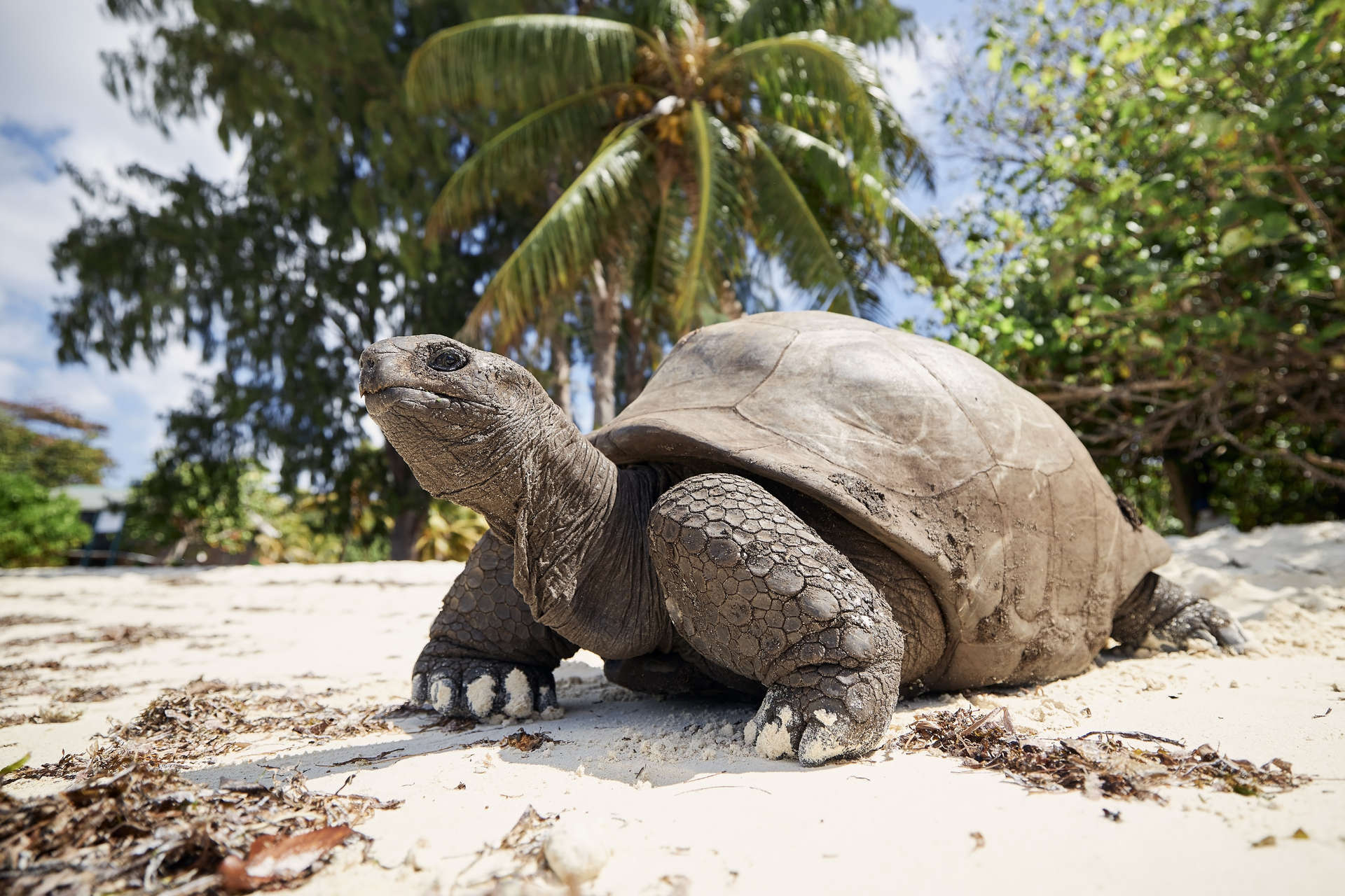 Tortoise on a tropical beach