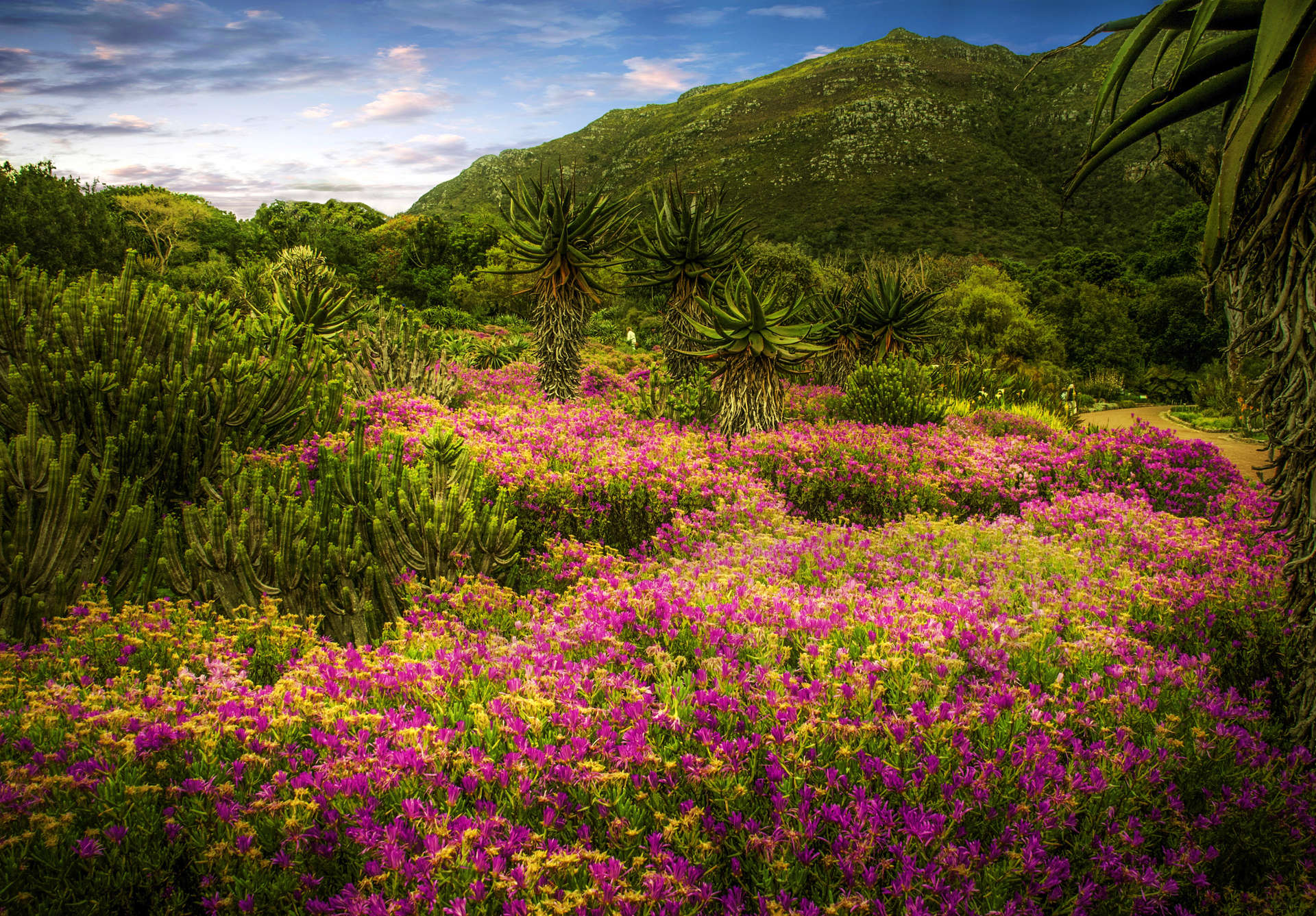 Typical St. African lanscape with flowers and palm trees.