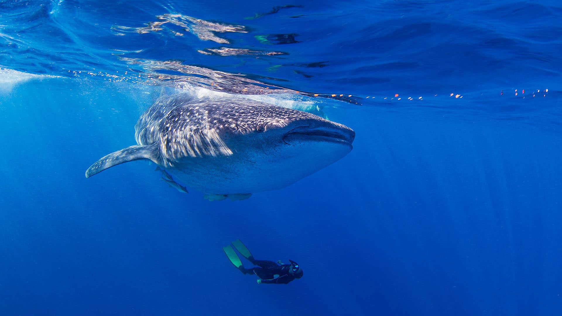 Underwater diving with whale shark at Arta Beach